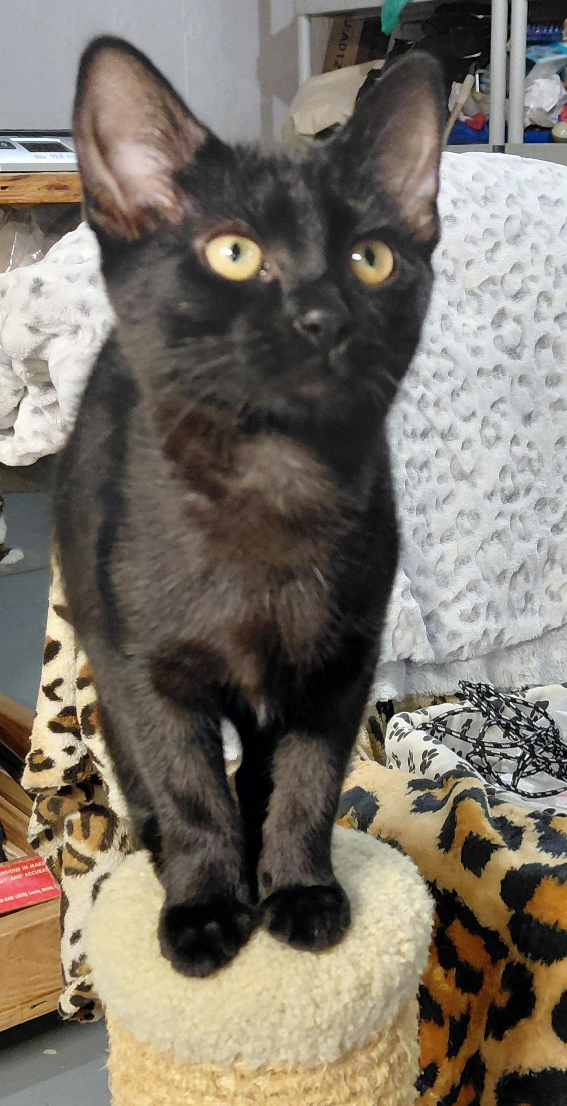 Enlarge Bon Bon, a ADOPTABLE Domestic Short Hair in Bethpage, NY image 2/3