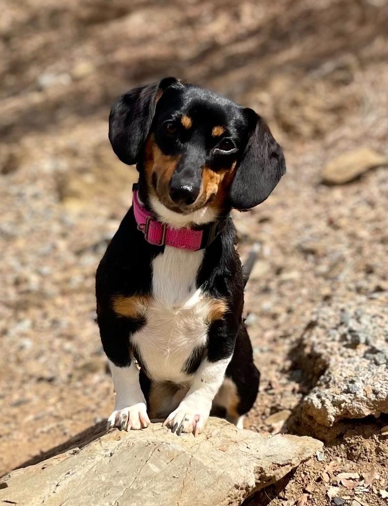 Enlarge Lucy, a Adopted mixed breed in Jamestown, CA image 1/3