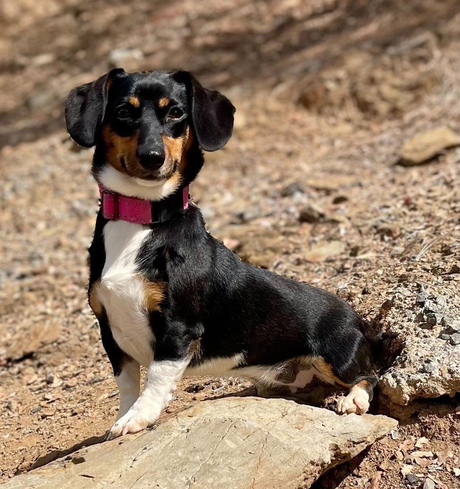 Enlarge Lucy, a Adopted mixed breed in Jamestown, CA image 2/3