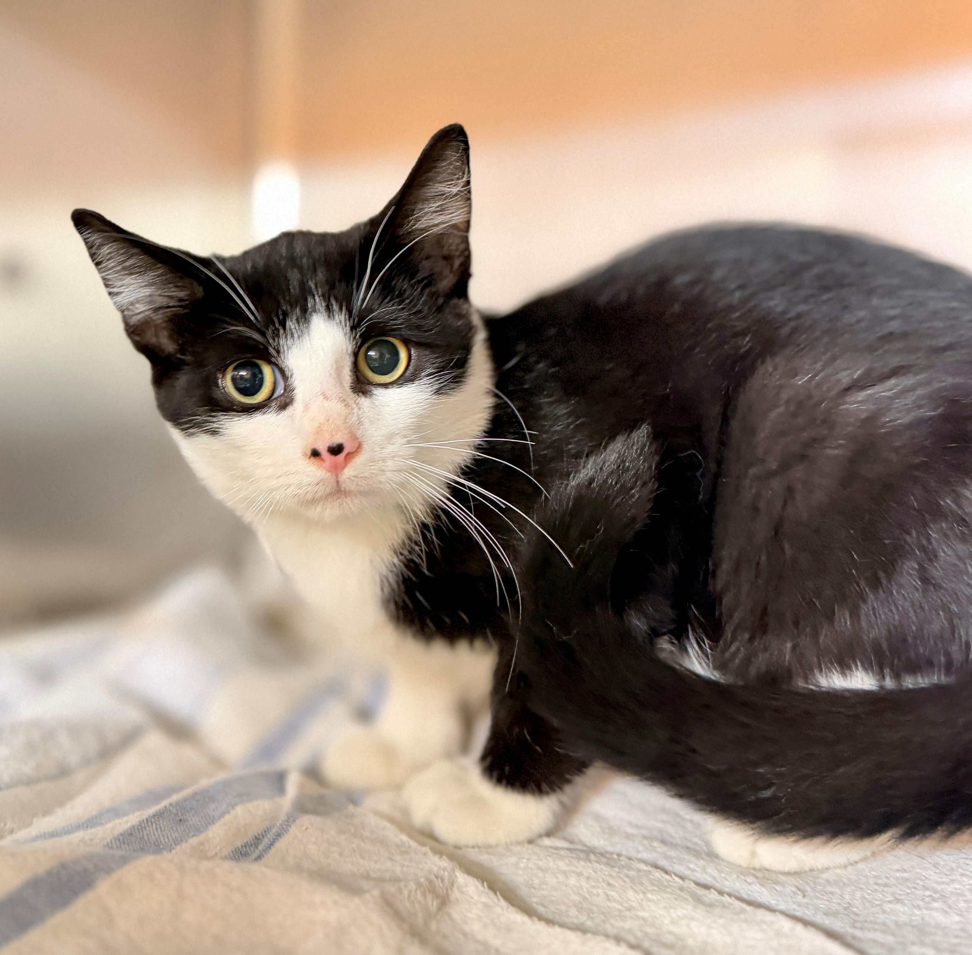 Enlarge Daniel, a Adoptable Domestic Short Hair in Hamilton, ON image 2/6