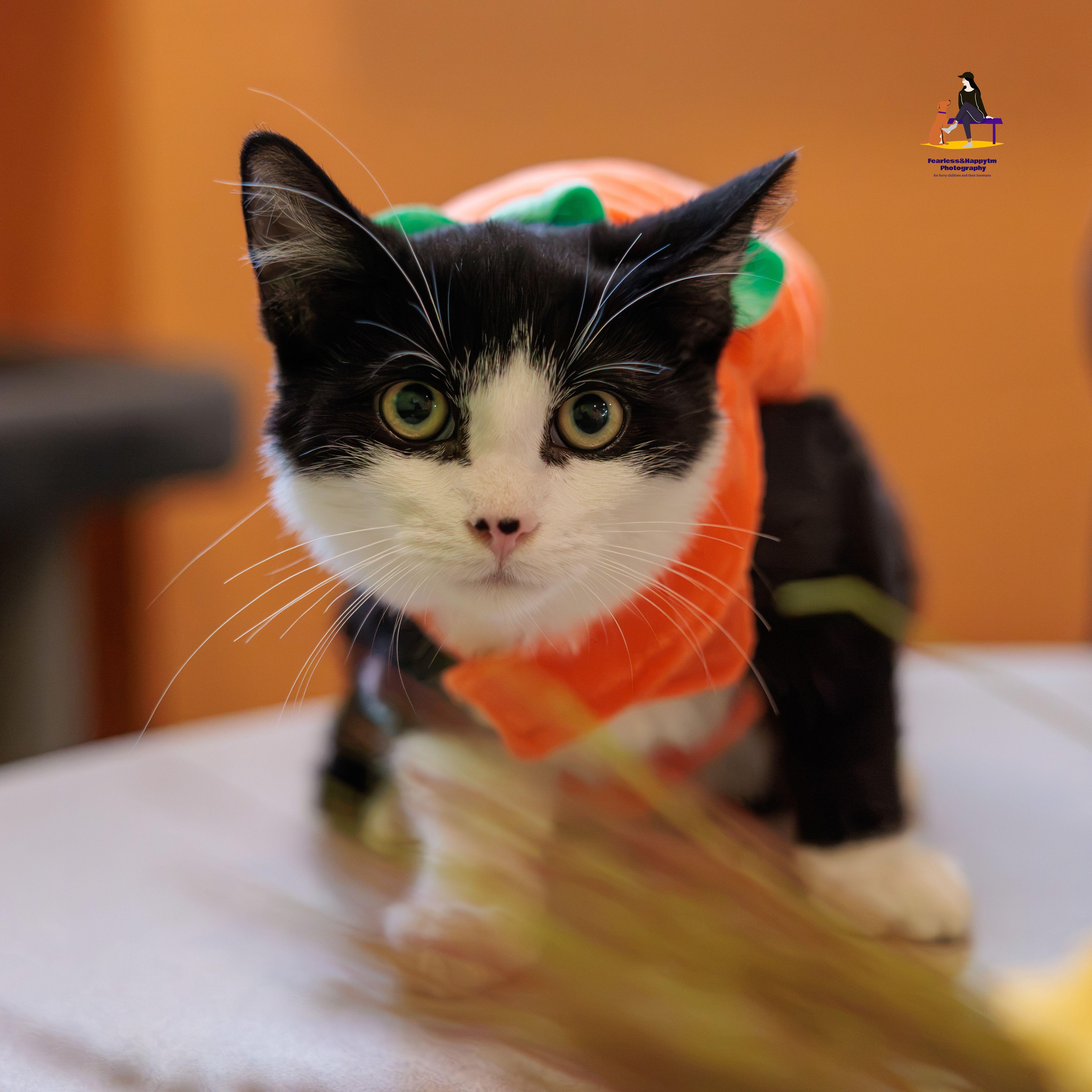 Daniel, Adoptable, Young Male Domestic Short Hair.