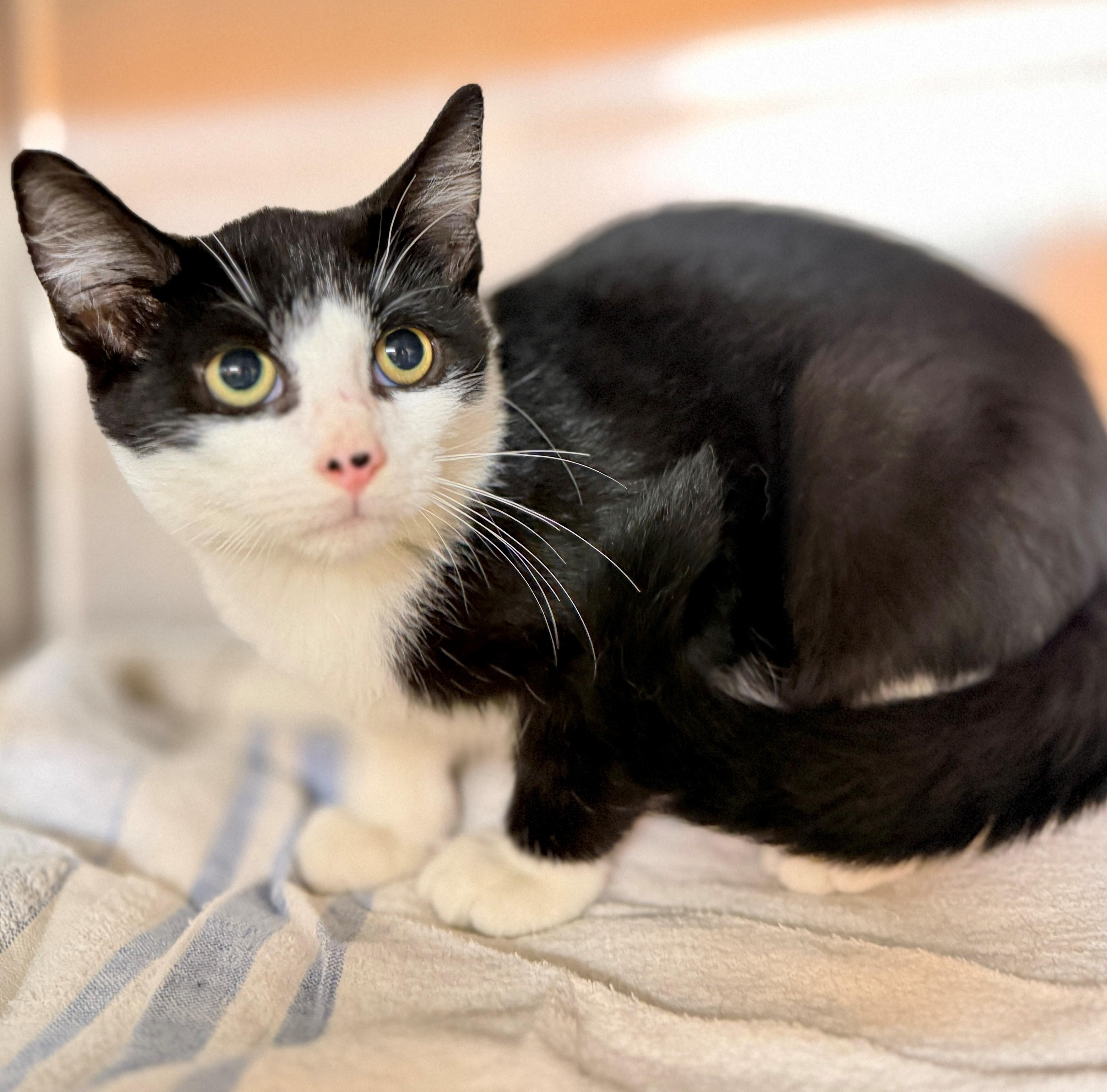 Enlarge Daniel, a Adoptable Domestic Short Hair in Hamilton, ON image 3/6