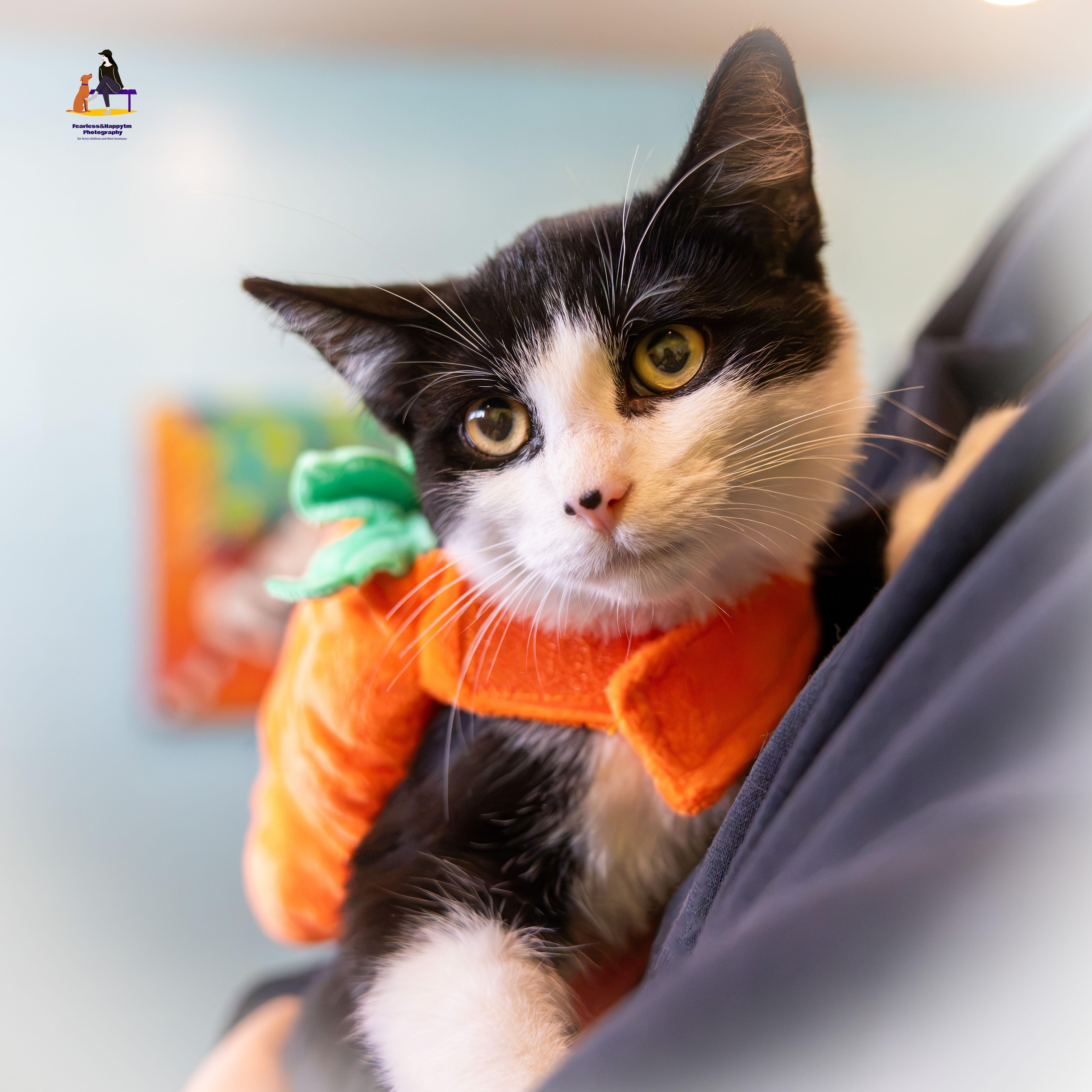 Enlarge Daniel, a Adoptable Domestic Short Hair in Hamilton, ON image 4/6