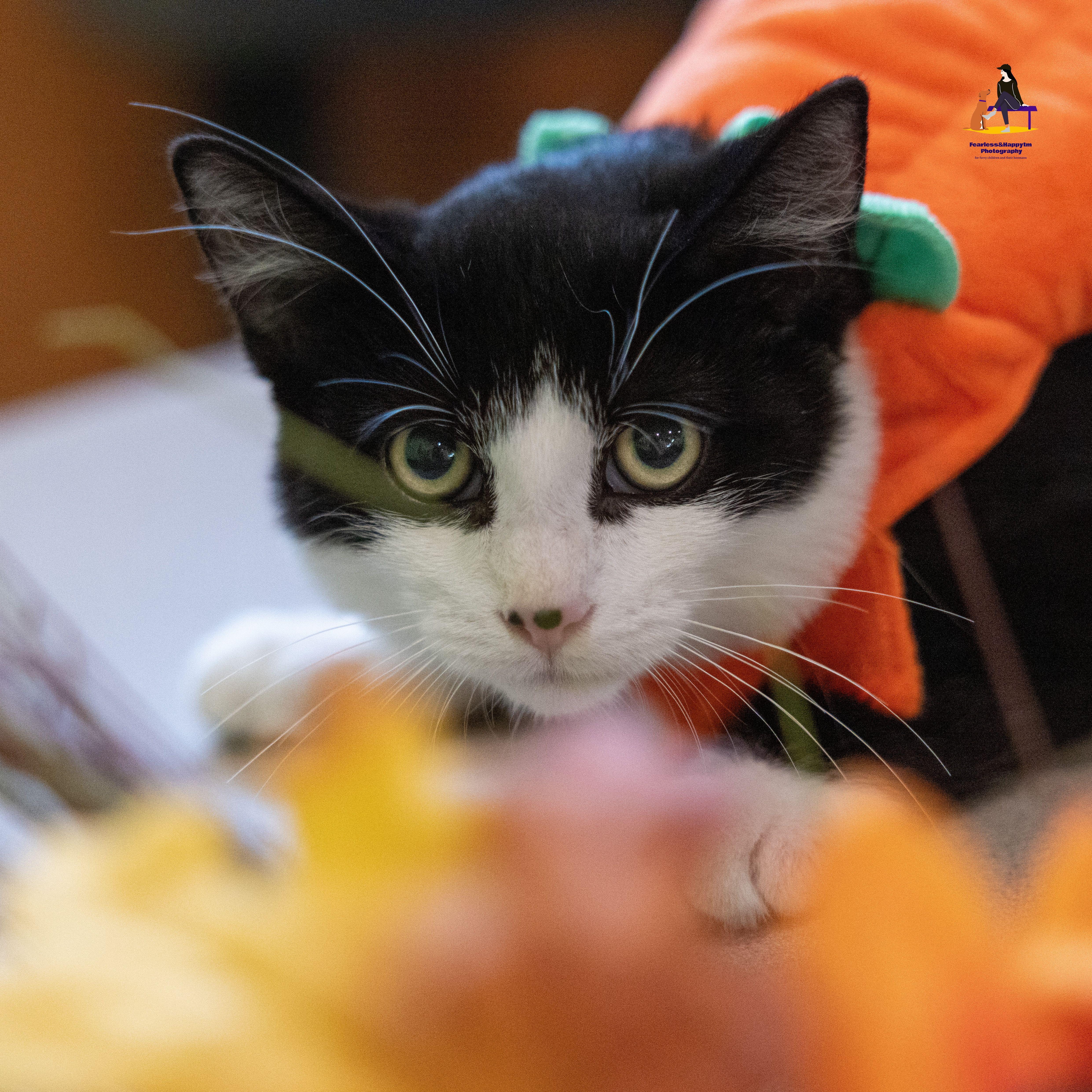 Enlarge Daniel, a Adoptable Domestic Short Hair in Hamilton, ON image 6/6