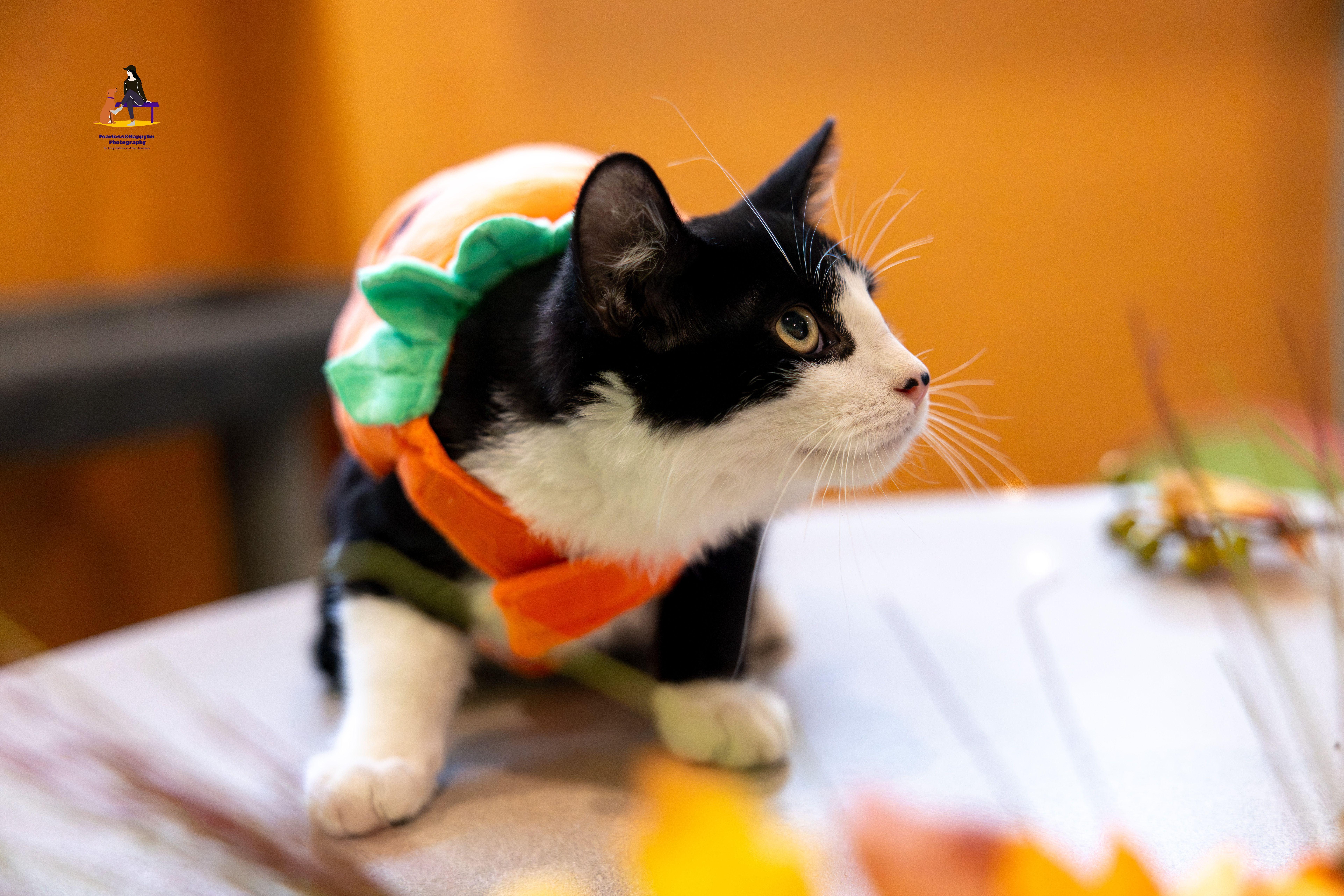 Enlarge Daniel, a Adoptable Domestic Short Hair in Hamilton, ON image 5/6