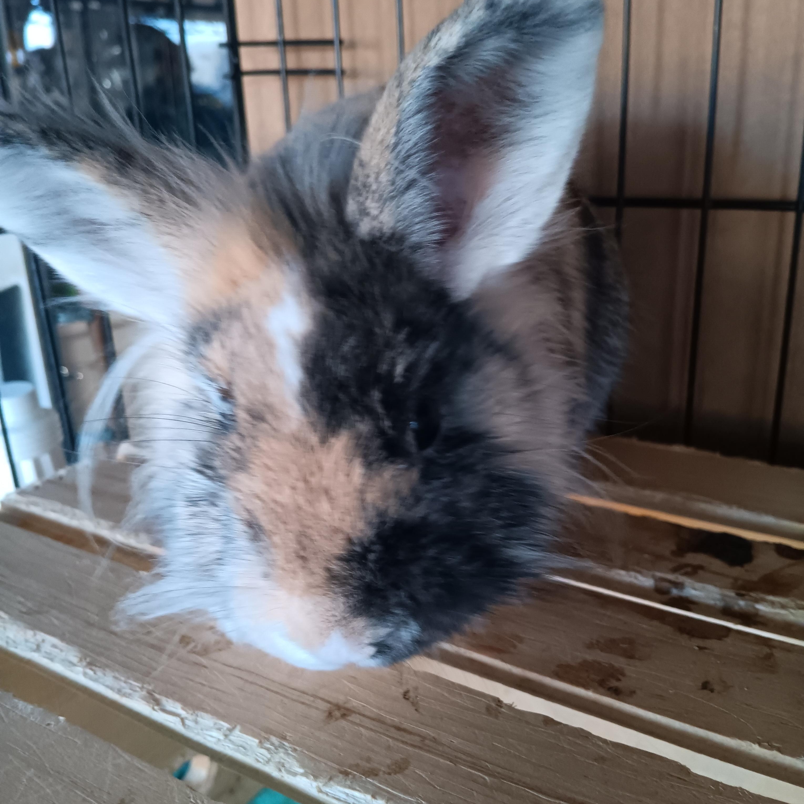 Ollie, Adoptable, Young Male Lionhead & Harlequin.