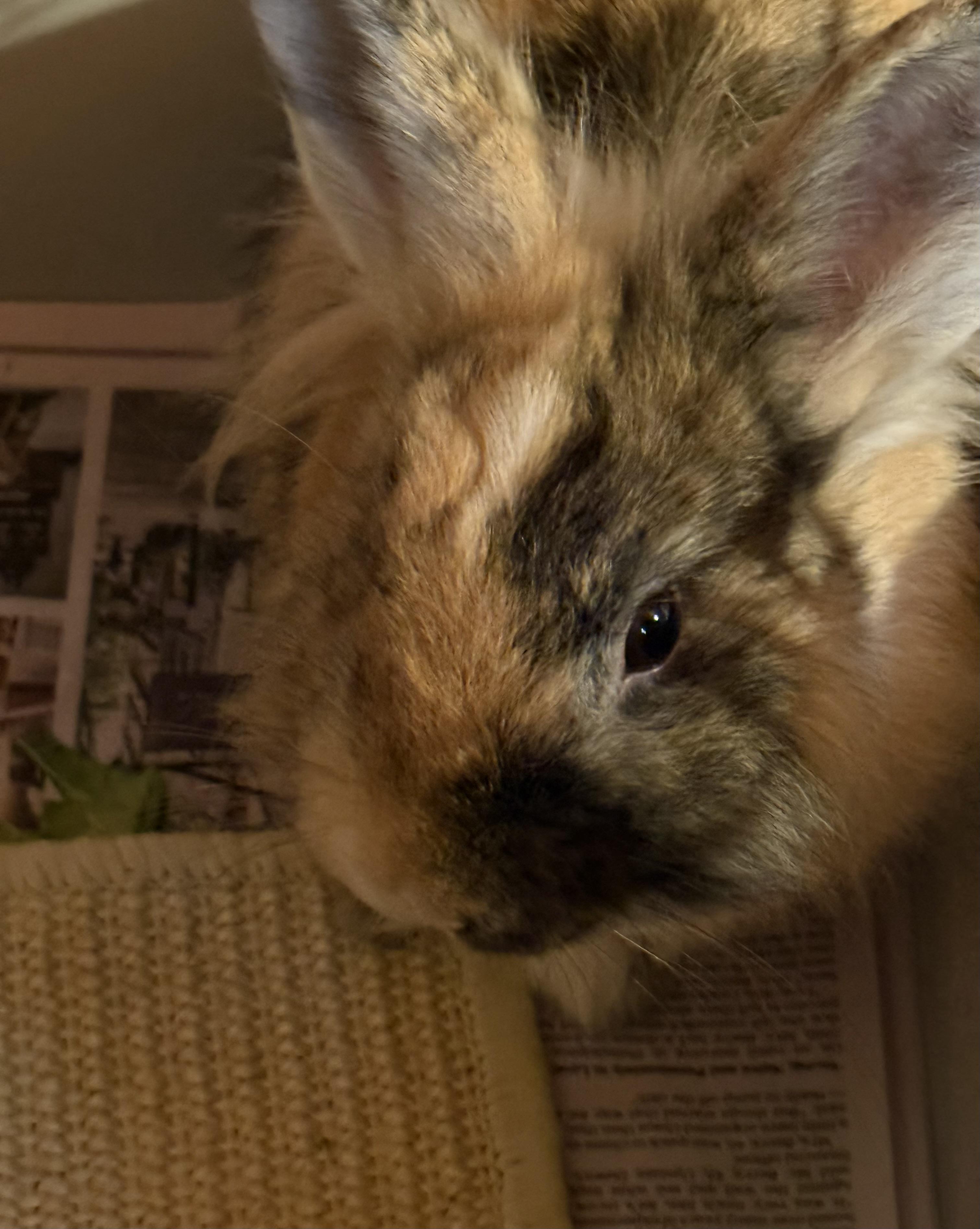 Enlarge Ollie, a Adoptable mixed breed in Cream Ridge, NJ image 4/4