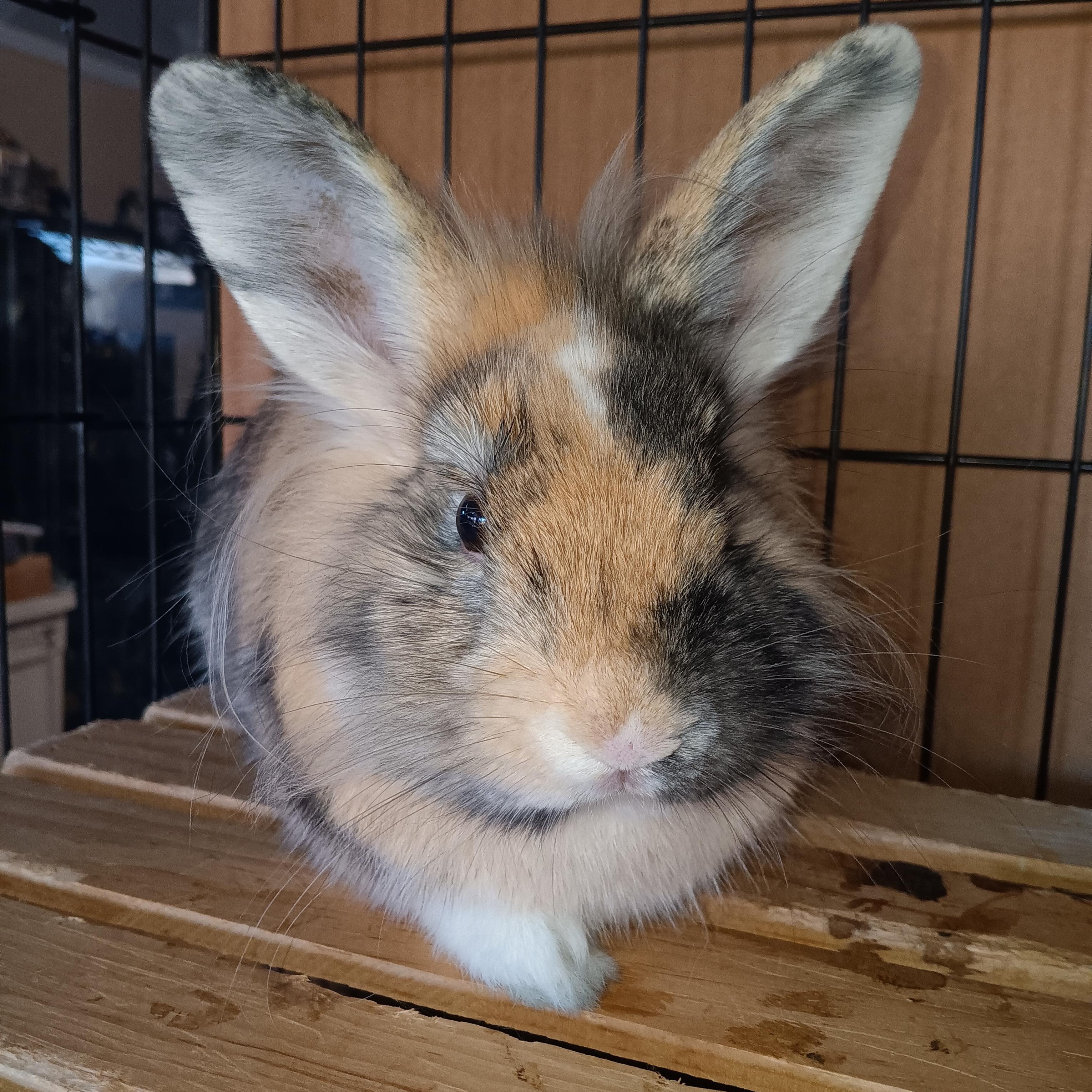 Enlarge Ollie, a Adoptable mixed breed in Cream Ridge, NJ image 2/4