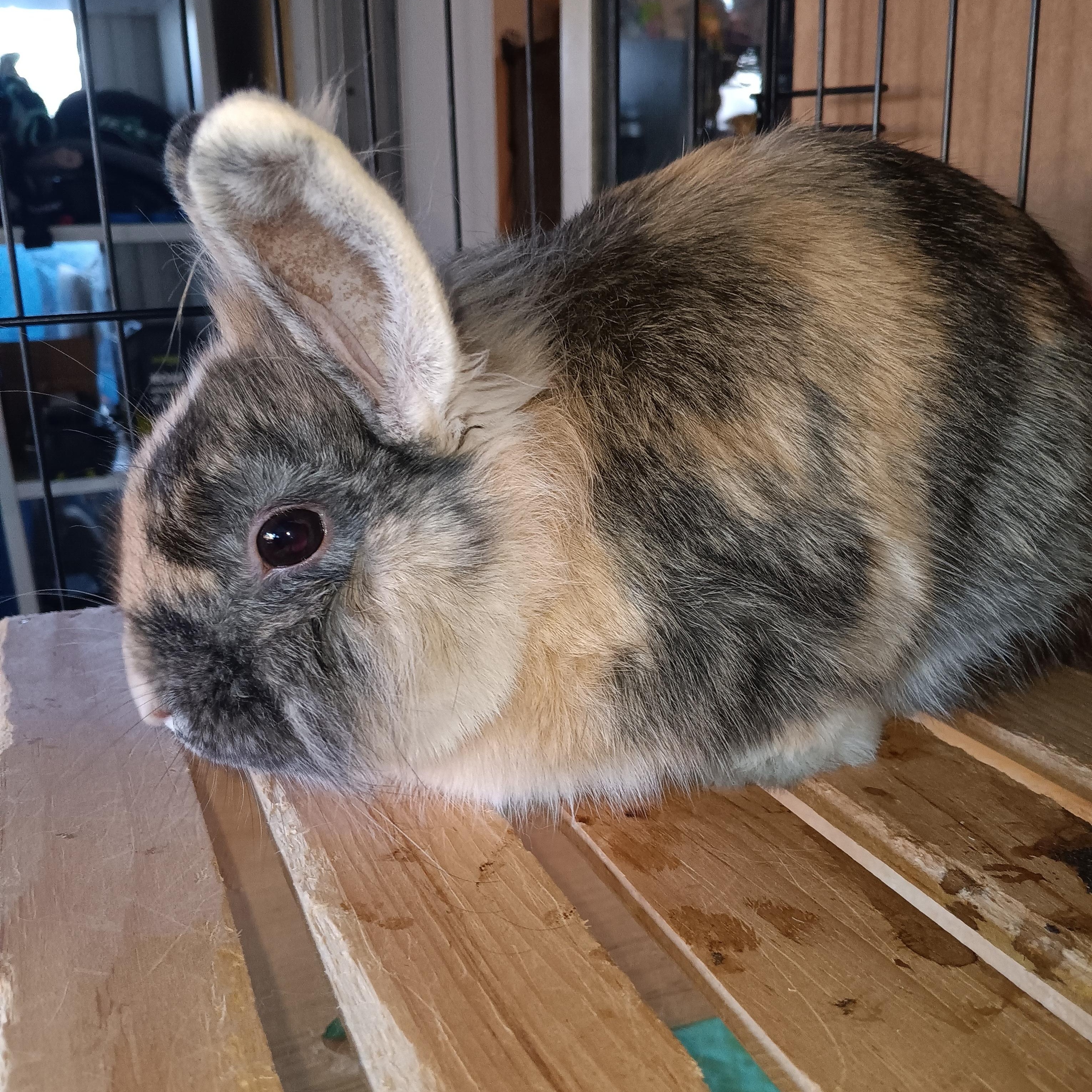 Ollie, Adoptable, Young Male Lionhead & Harlequin.