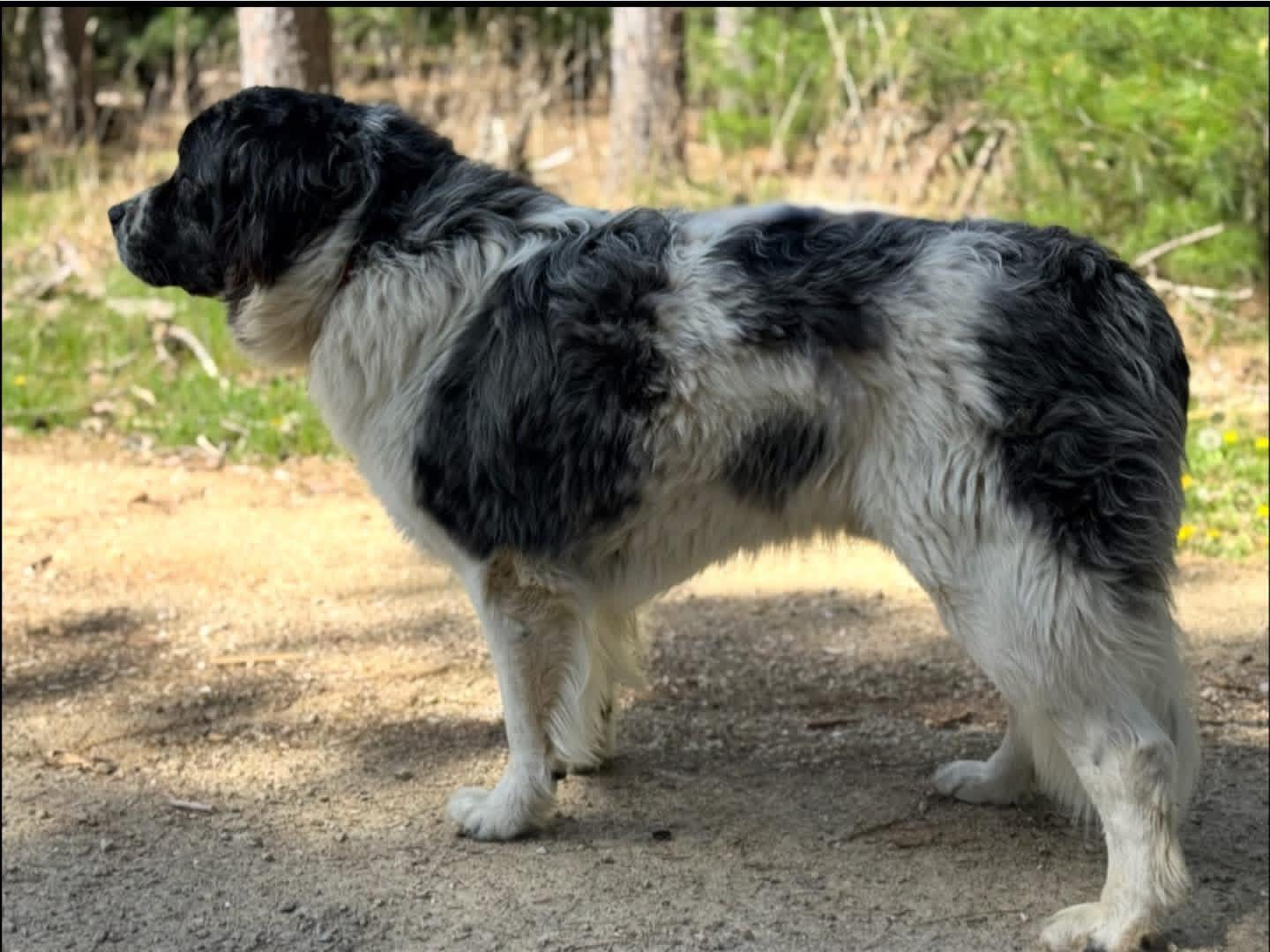 Merle, a ADOPTABLE mixed breed in Neshkoro, WI image 4/5