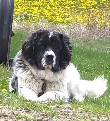 Merle, ADOPTABLE, Young Male Great Pyrenees & Newfoundland Dog.