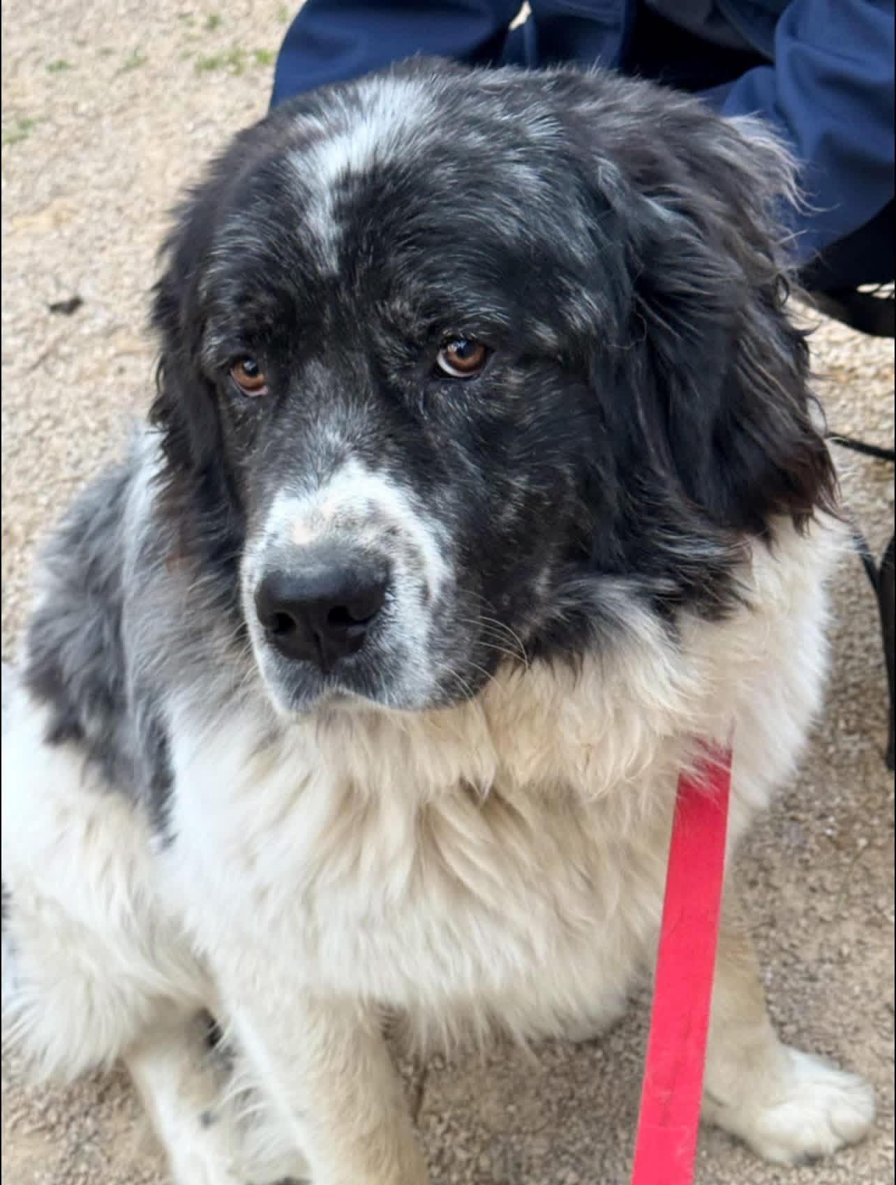 Merle, a ADOPTABLE mixed breed in Neshkoro, WI image 3/5