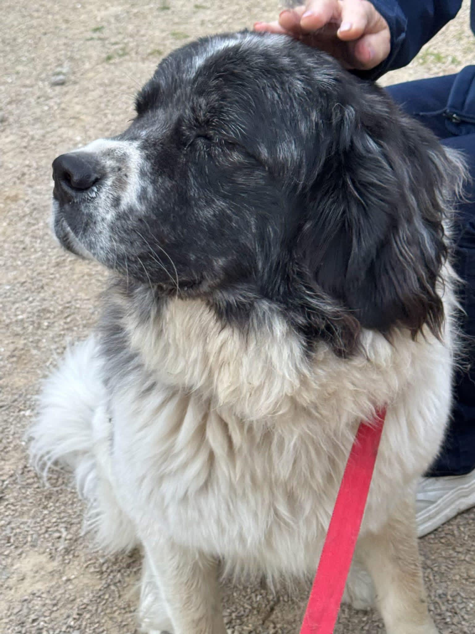 Merle, a ADOPTABLE mixed breed in Neshkoro, WI image 5/5