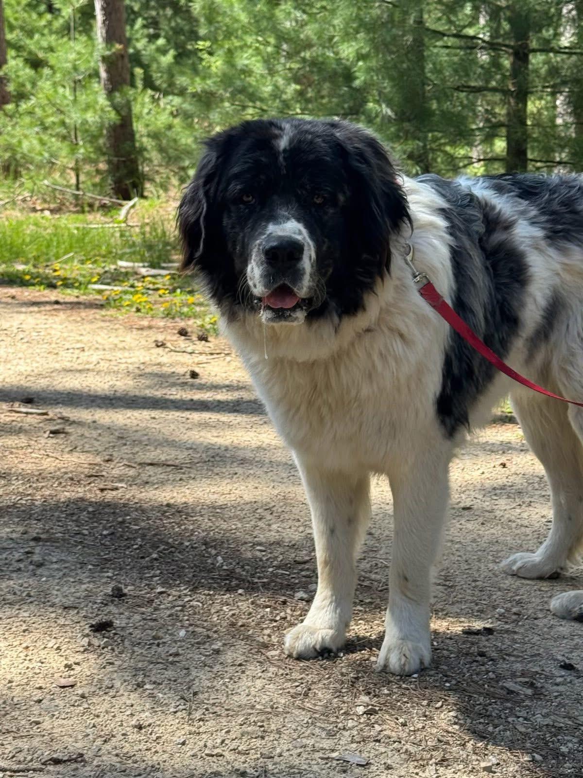 Merle, a ADOPTABLE mixed breed in Neshkoro, WI image 2/5