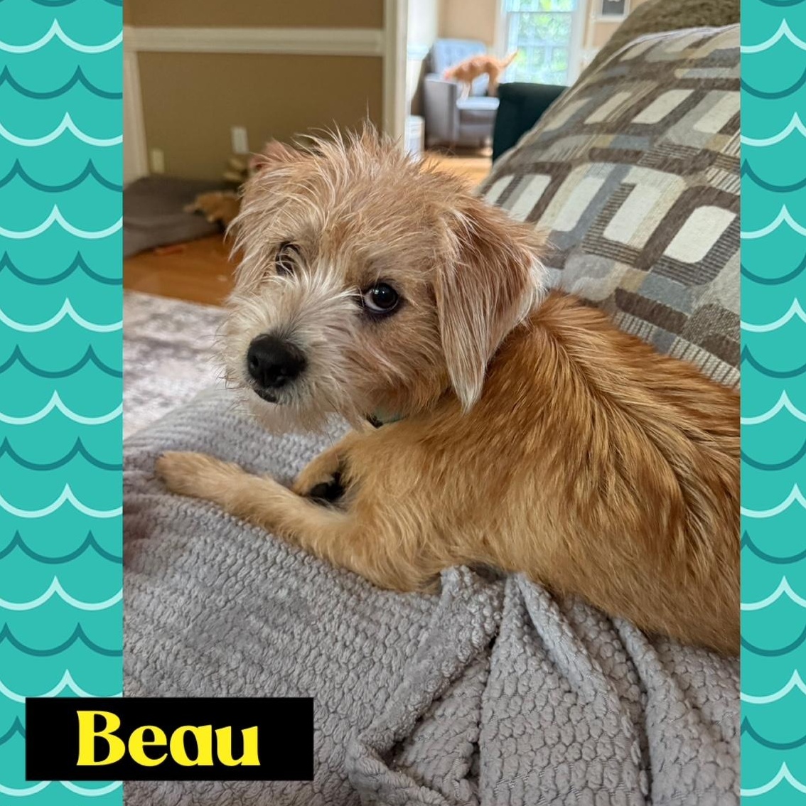 Beau & Rhett, Adoptable, Young Male Schnoodle & Terrier.