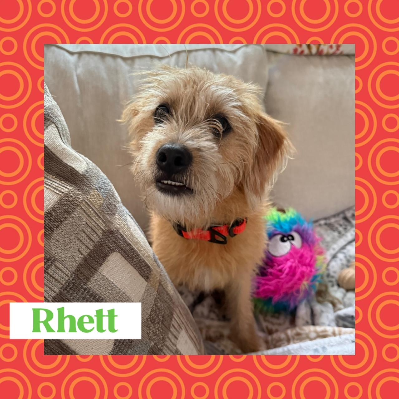 Enlarge Beau & Rhett, a Adoptable mixed breed in Richmond, VA image 2/6