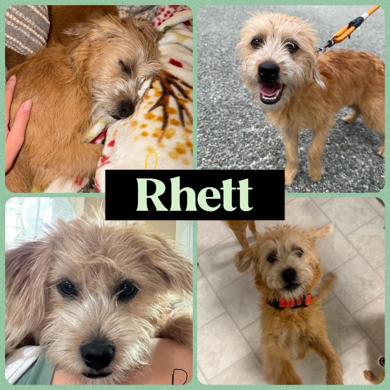 Enlarge Beau & Rhett, a Adoptable mixed breed in Richmond, VA image 6/6