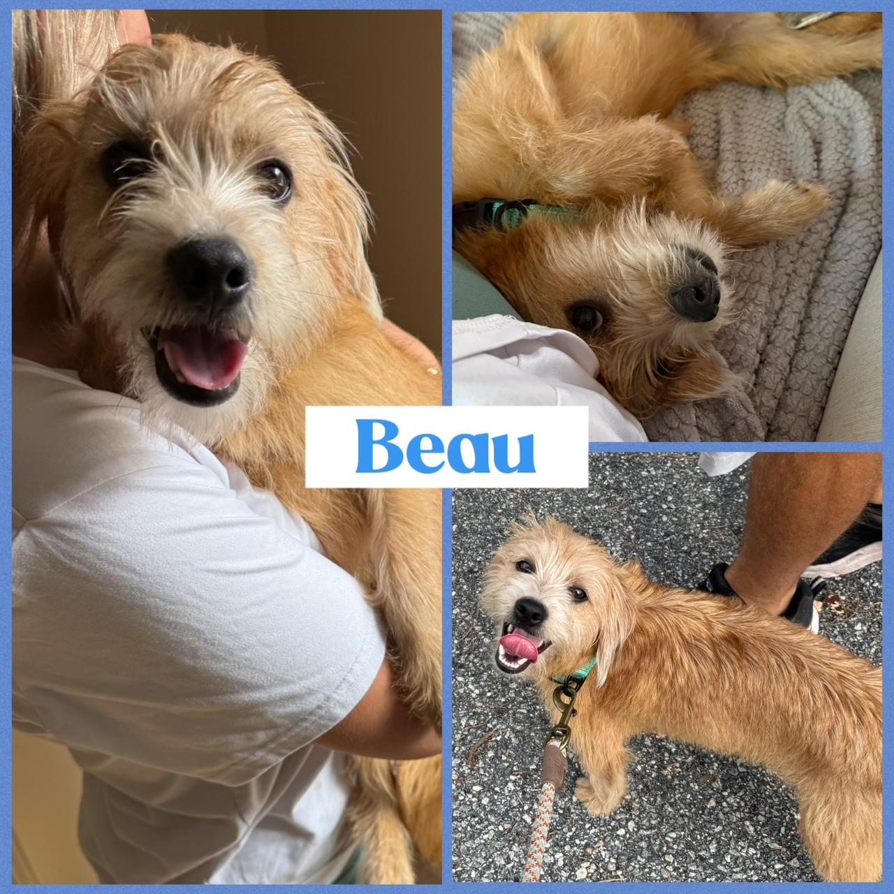 Enlarge Beau & Rhett, a Adoptable mixed breed in Richmond, VA image 4/6