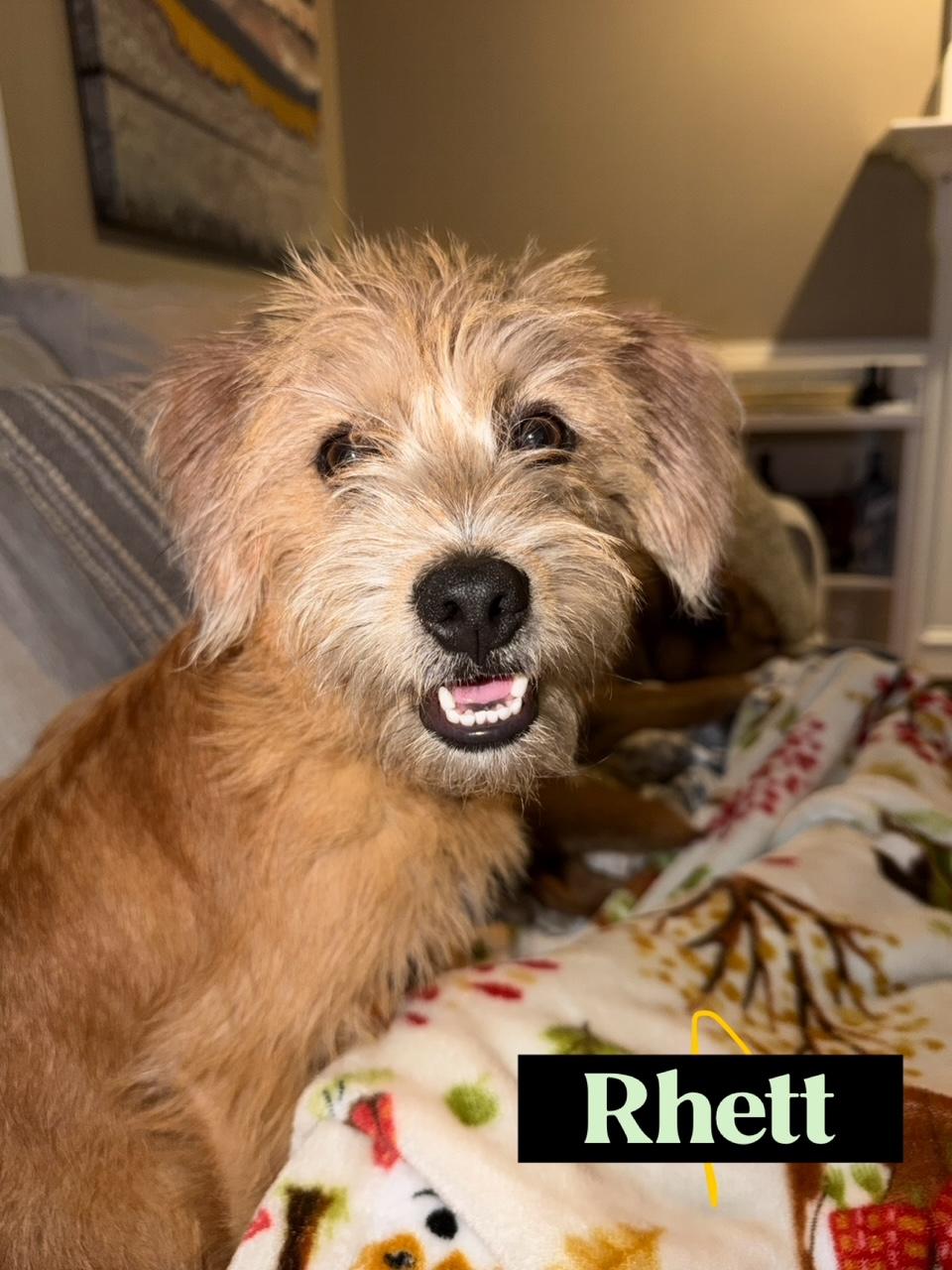Enlarge Beau & Rhett, a Adoptable mixed breed in Richmond, VA image 5/6