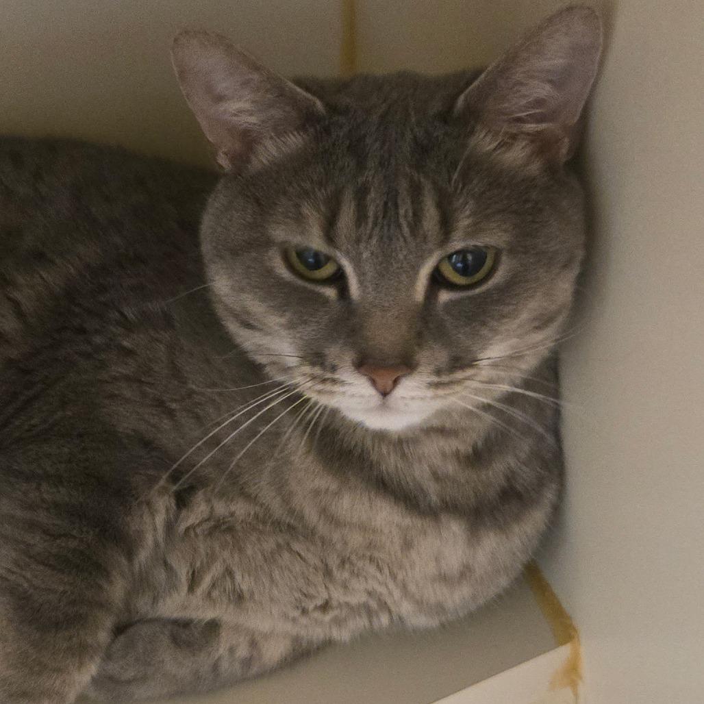Avaline, Adoptable, Adult Female Domestic Short Hair.
