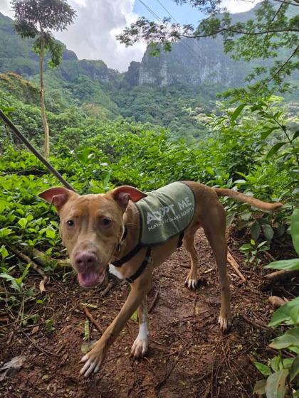 Obi, Adoptable, Young Male Hound & Mixed Breed.