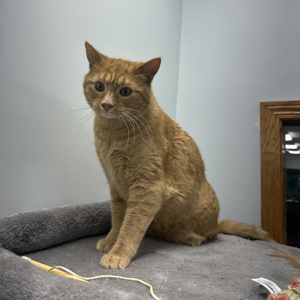 Aang, an adoptable Domestic Short Hair in Crookston, MN, 56716 | Photo Image 6