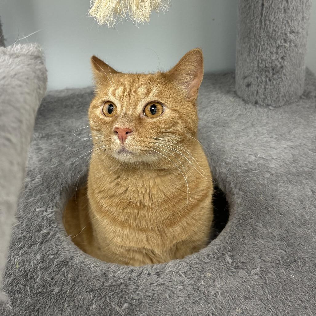 Aang, an adoptable Domestic Short Hair in Crookston, MN, 56716 | Photo Image 4