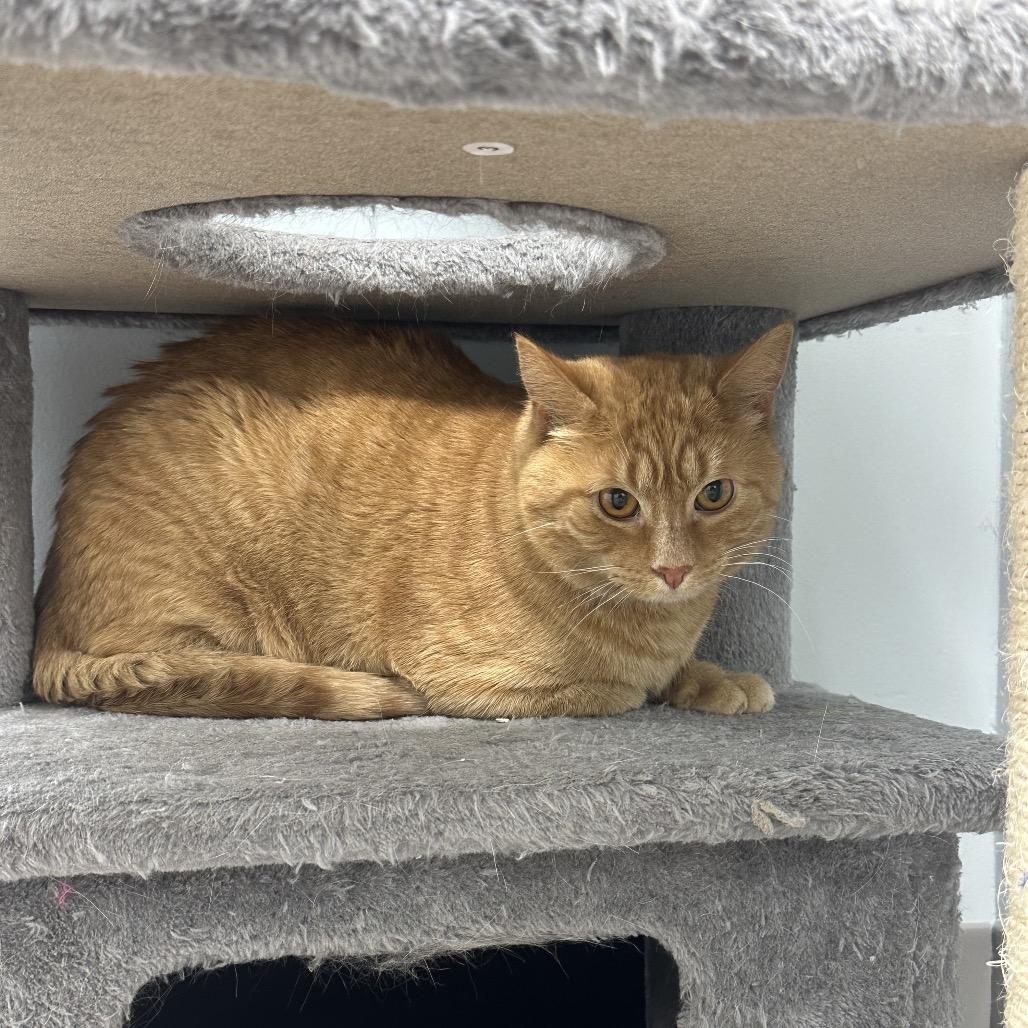 Aang, an adoptable Domestic Short Hair in Crookston, MN, 56716 | Photo Image 3