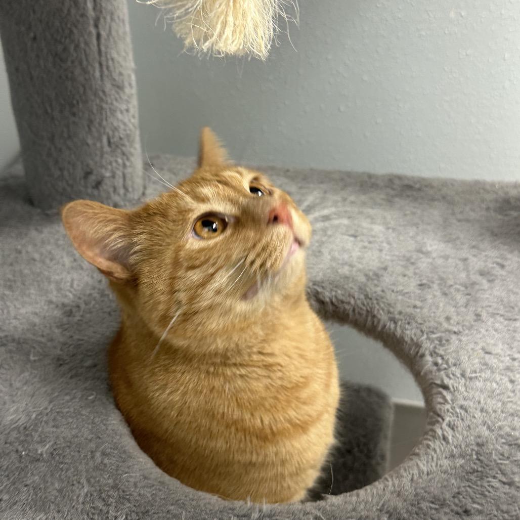 Aang, an adoptable Domestic Short Hair in Crookston, MN, 56716 | Photo Image 2
