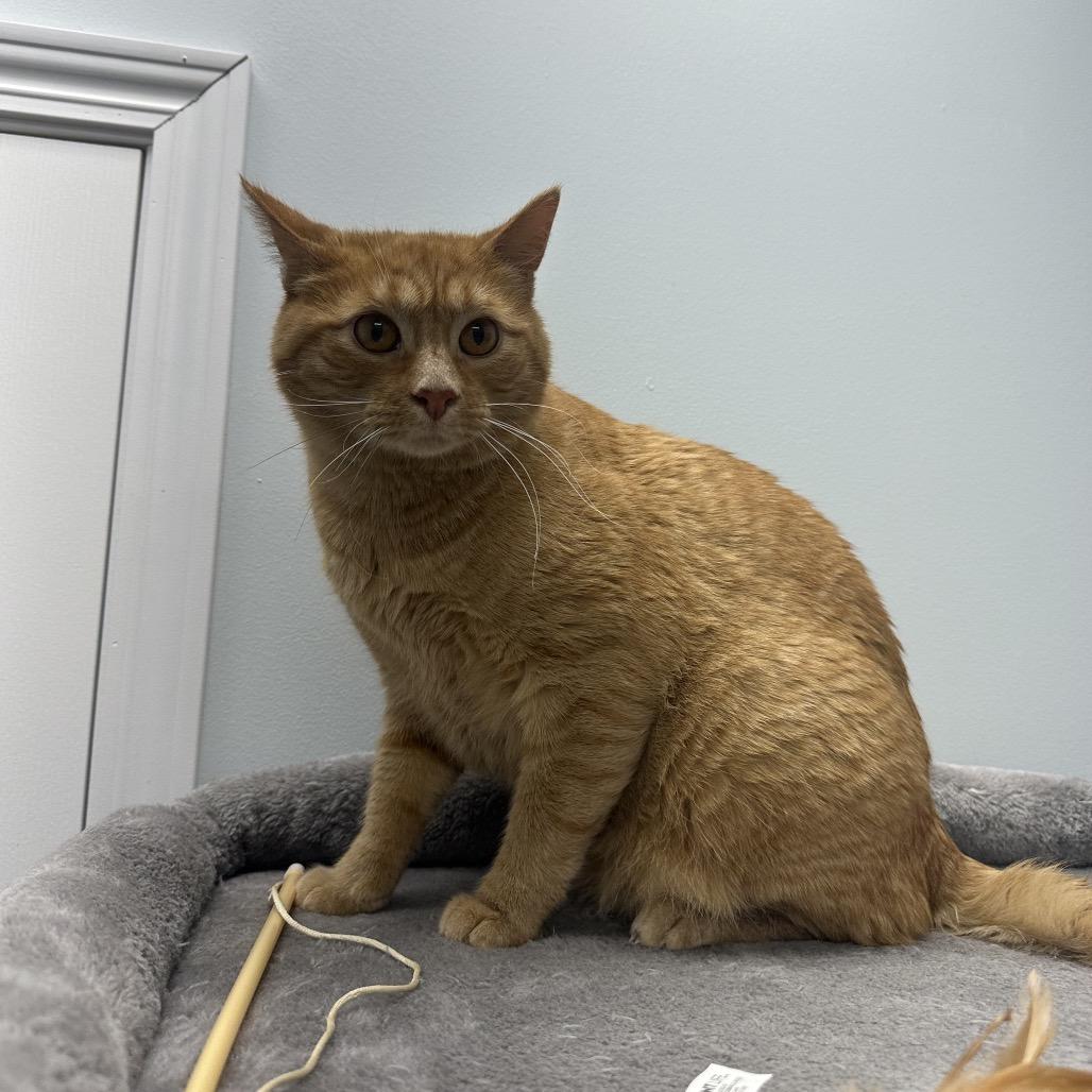 Aang, an adoptable Domestic Short Hair in Crookston, MN, 56716 | Photo Image 5