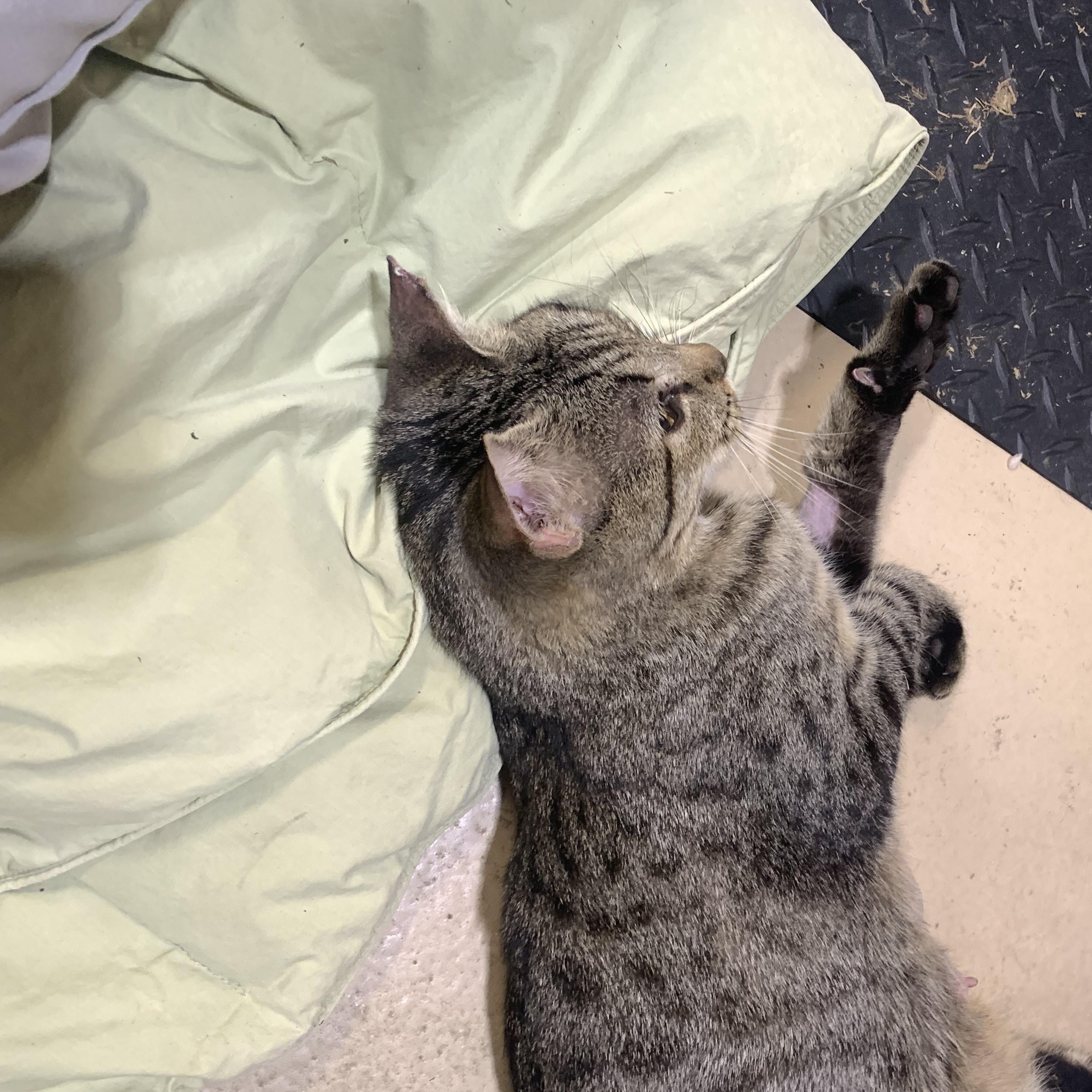 Enlarge Milkshake, a Adoptable Domestic Short Hair in Memphis, TN image 4/4