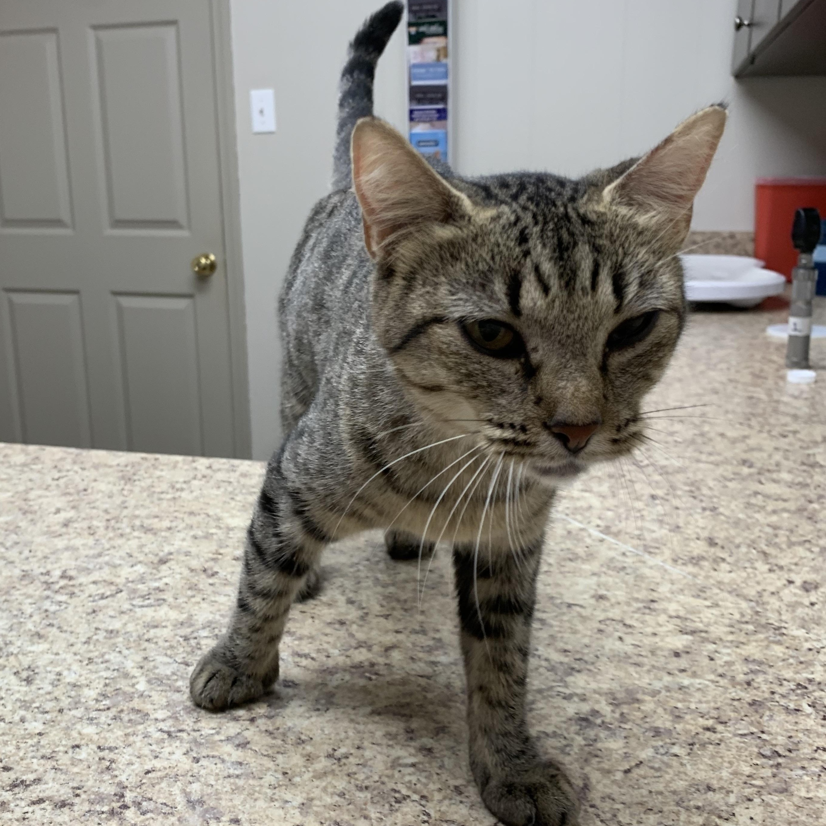 Milkshake, Adoptable, Young Female Domestic Short Hair.