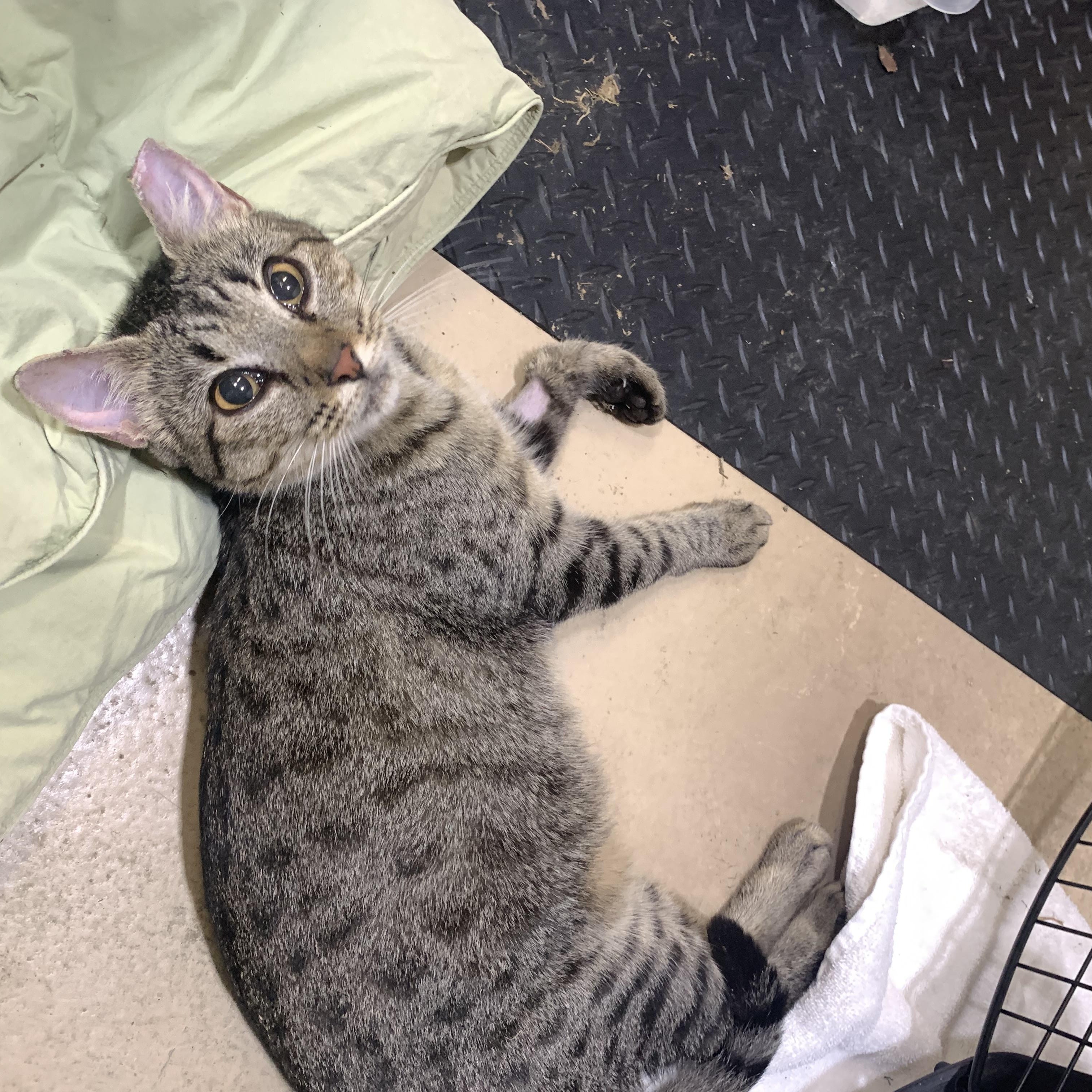 Enlarge Milkshake, a Adoptable Domestic Short Hair in Memphis, TN image 3/4