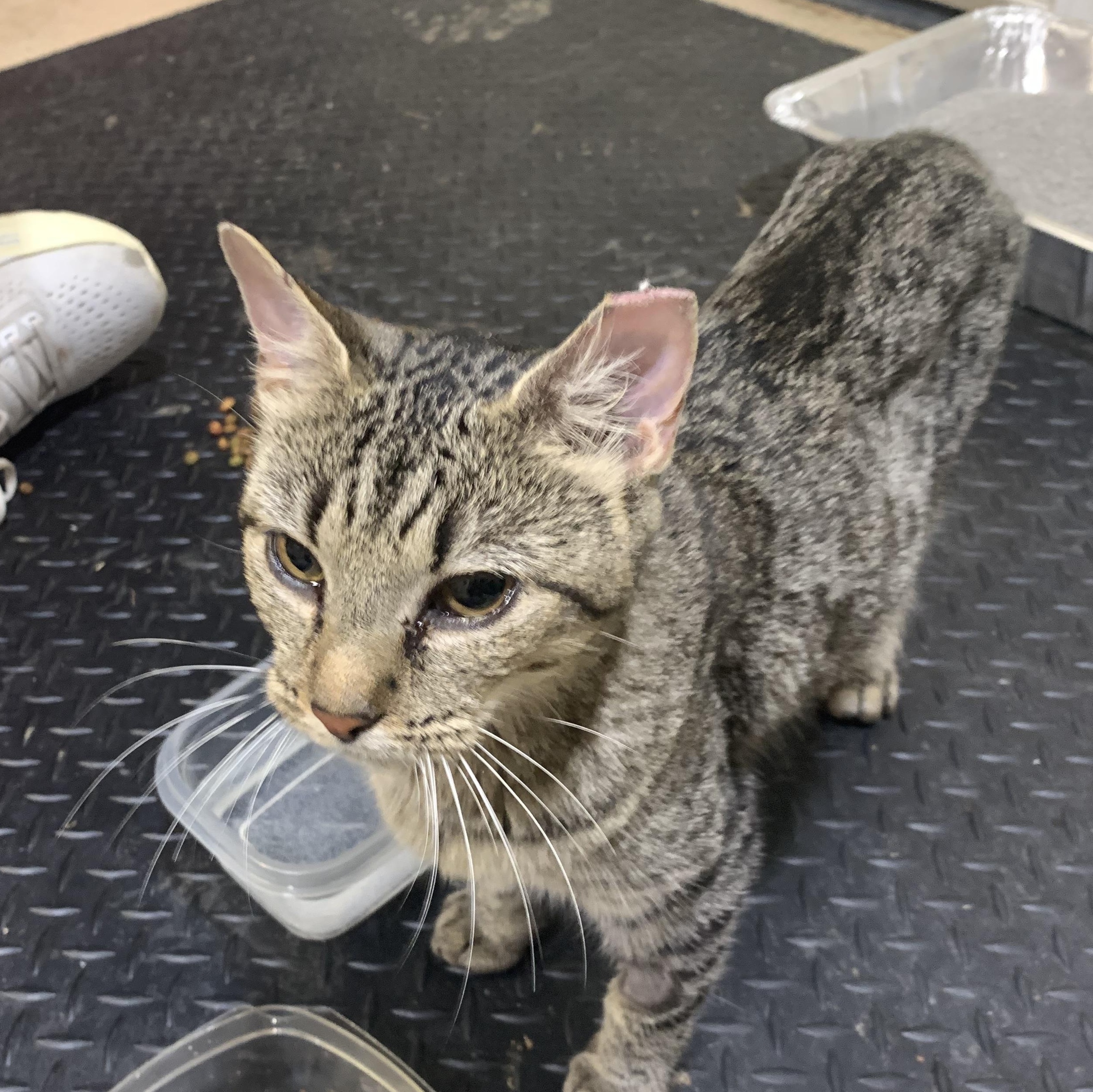 Enlarge Milkshake, a Adoptable Domestic Short Hair in Memphis, TN image 2/4