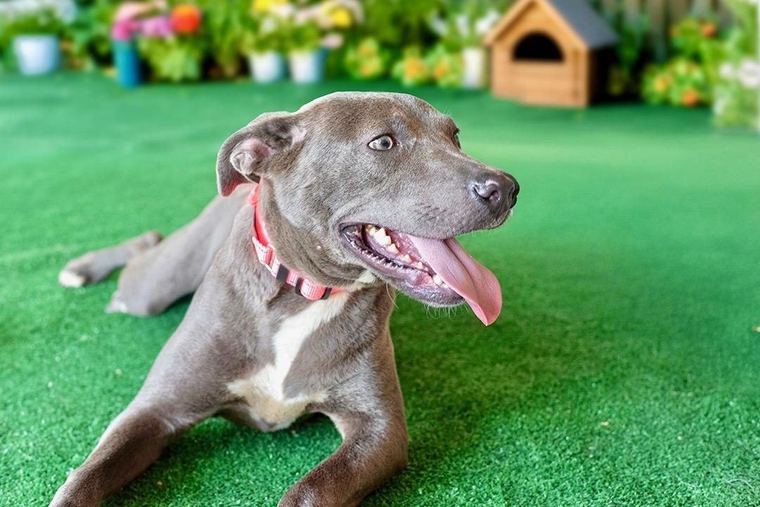 Trinity , a ADOPTABLE American Staffordshire Terrier in Mico, TX image 2/6