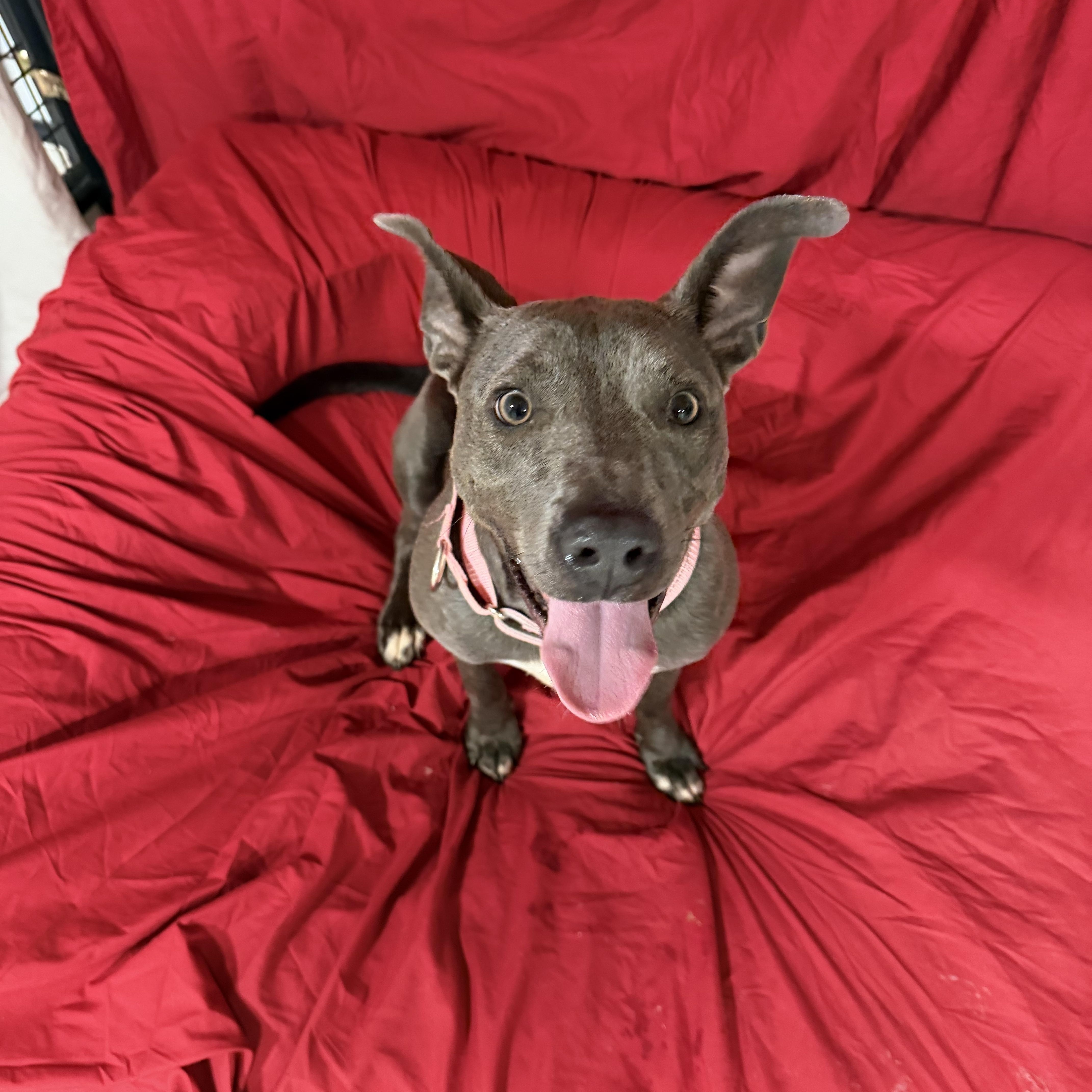 Trinity , a ADOPTABLE American Staffordshire Terrier in Mico, TX image 5/6