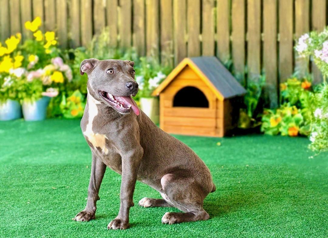 Trinity , a ADOPTABLE American Staffordshire Terrier in Mico, TX image 1/6