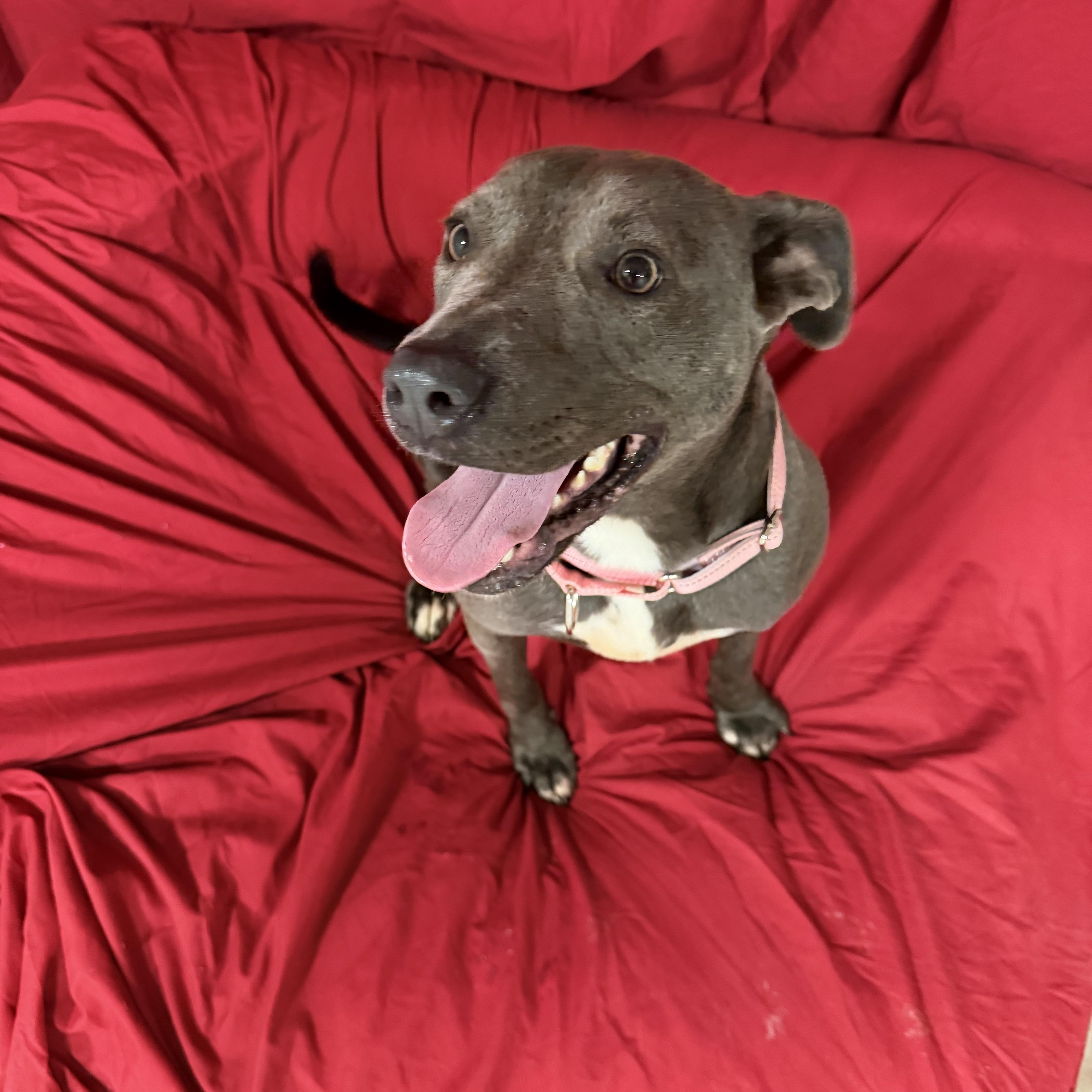 Trinity , a ADOPTABLE American Staffordshire Terrier in Mico, TX image 6/6