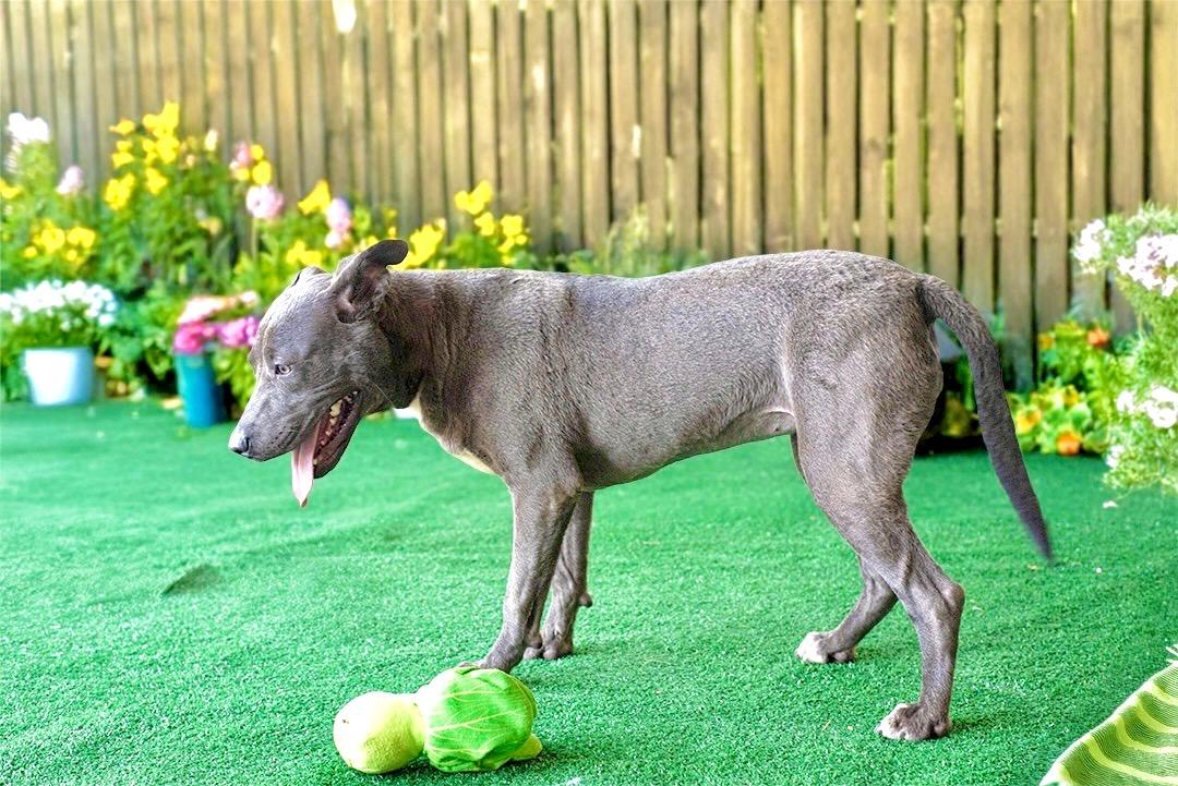 Trinity , a ADOPTABLE American Staffordshire Terrier in Mico, TX image 3/6