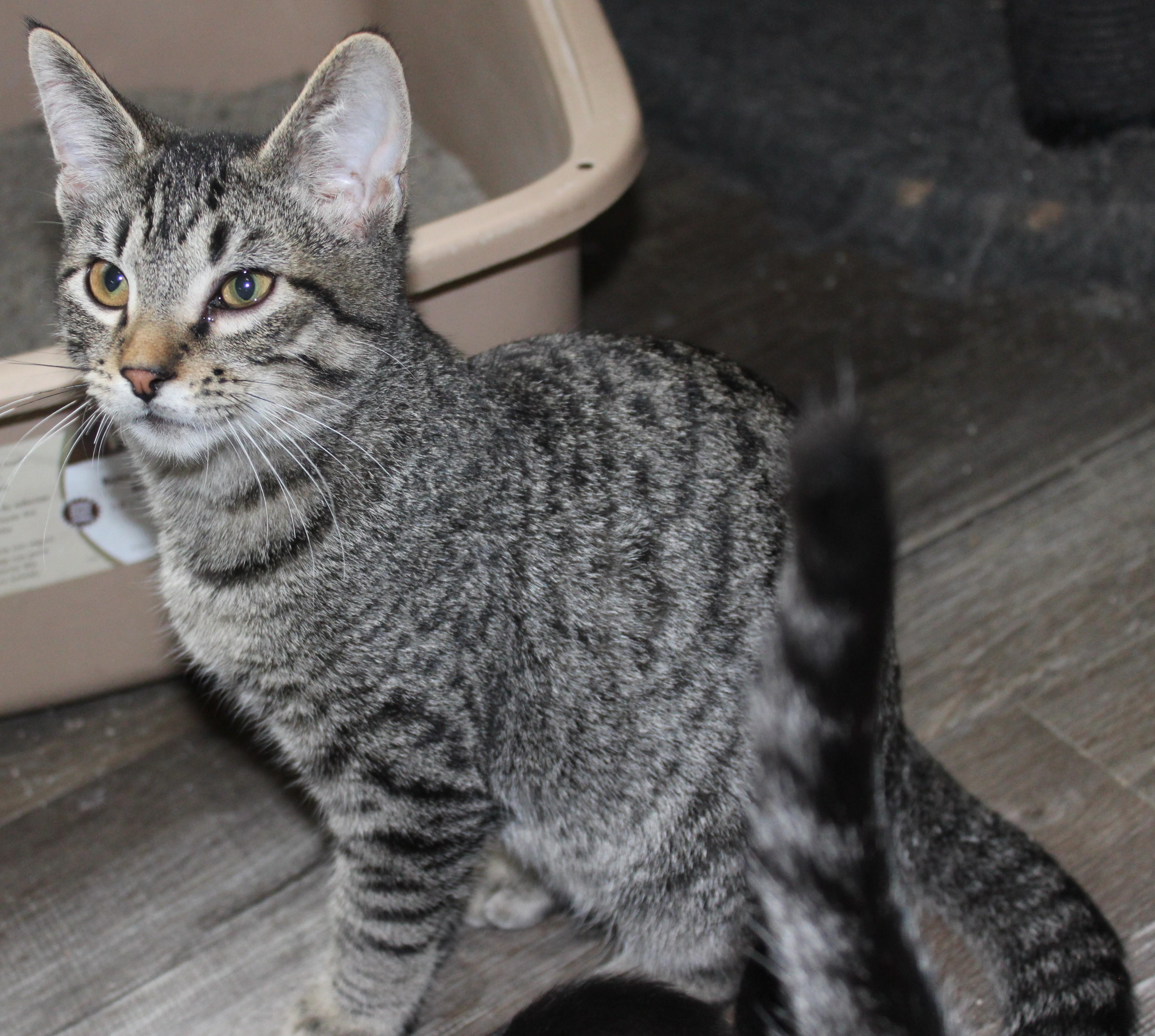 Twizzler, adopted, Young Male Domestic Short Hair.