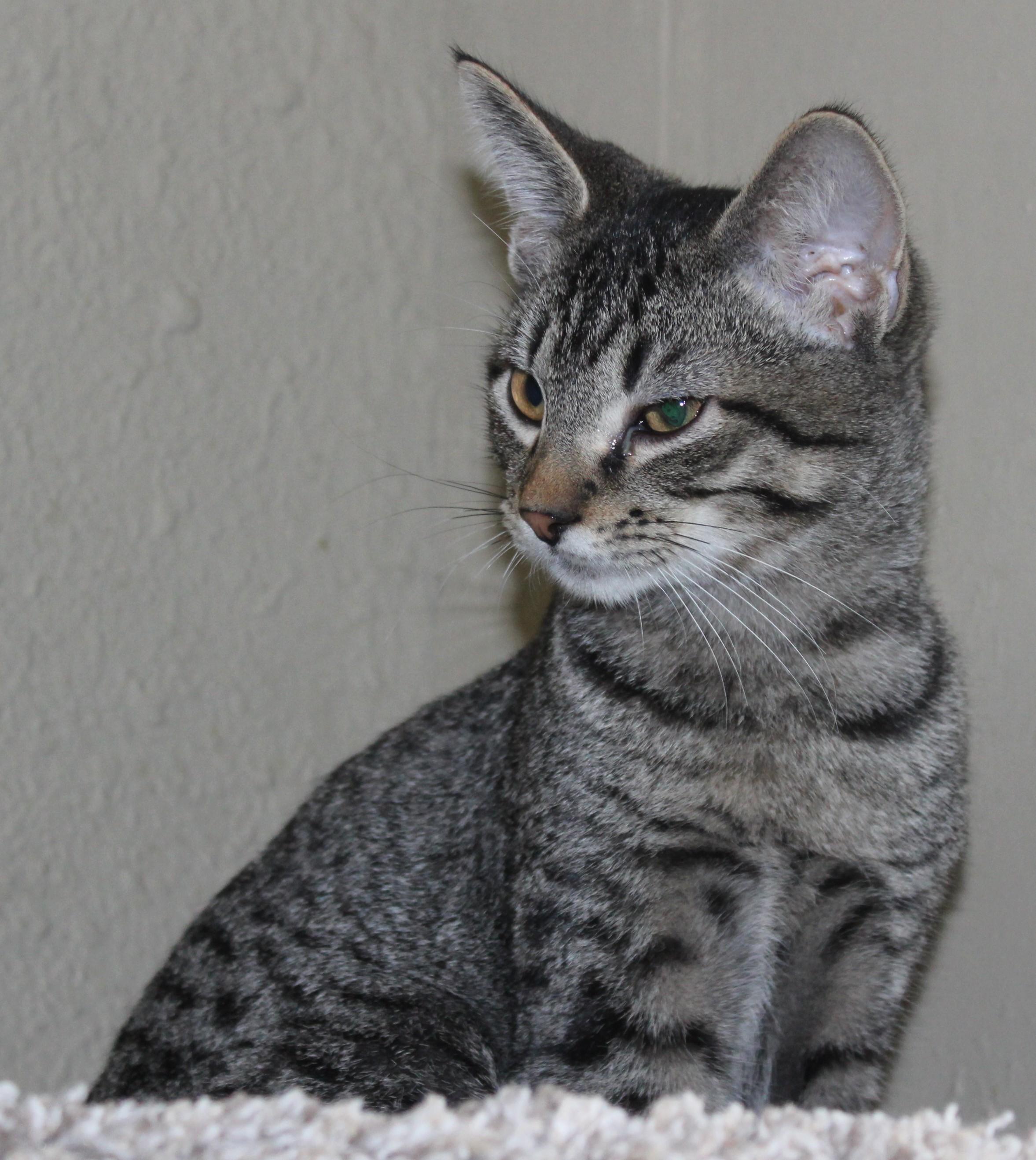 Enlarge Twizzler, an adopted Domestic Short Hair in Huron, SD image 2/3