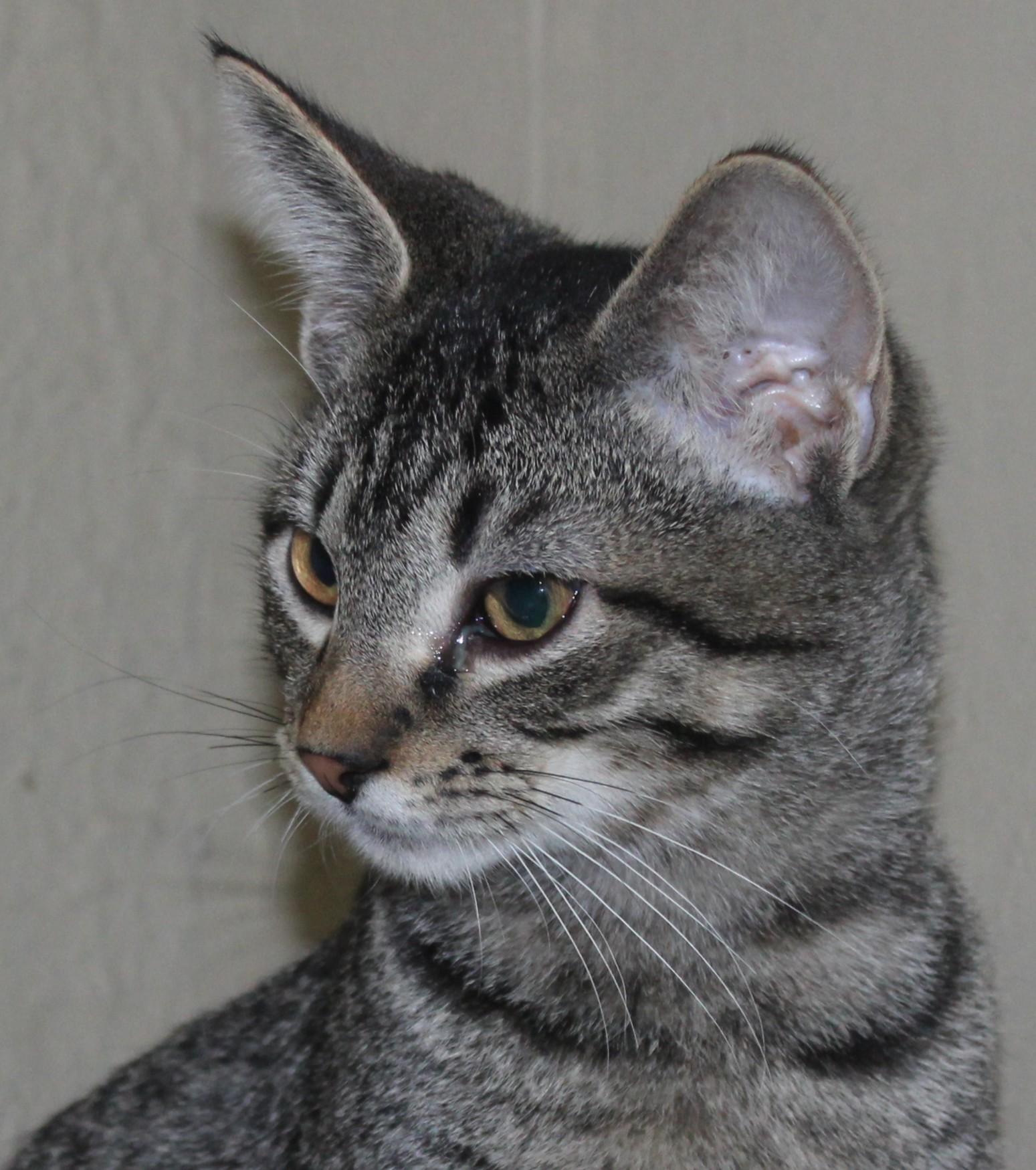 Enlarge Twizzler, an adopted Domestic Short Hair in Huron, SD image 3/3