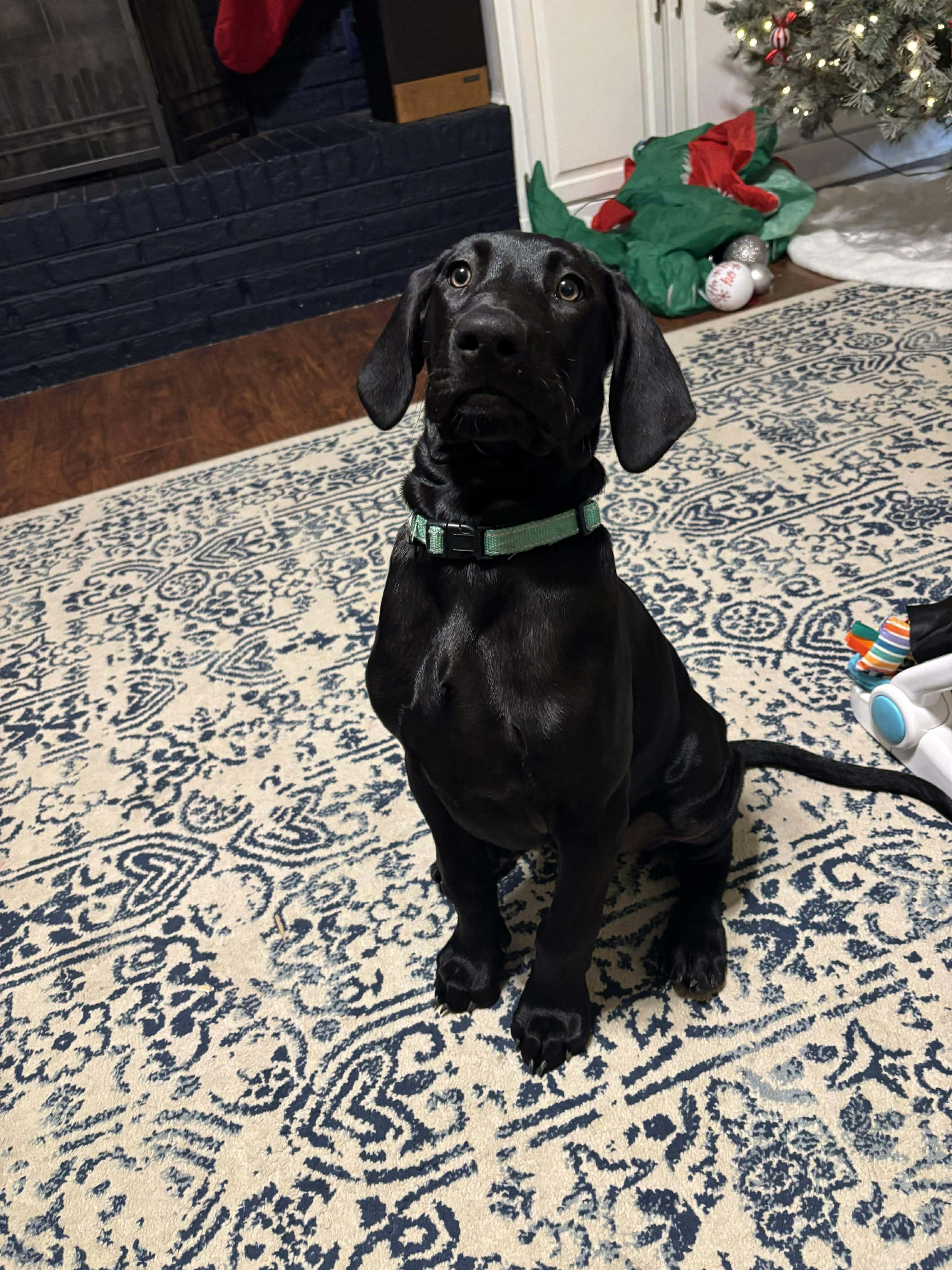 Enlarge Butternut, a ADOPTABLE Great Dane in Pensacola, FL image 3/6