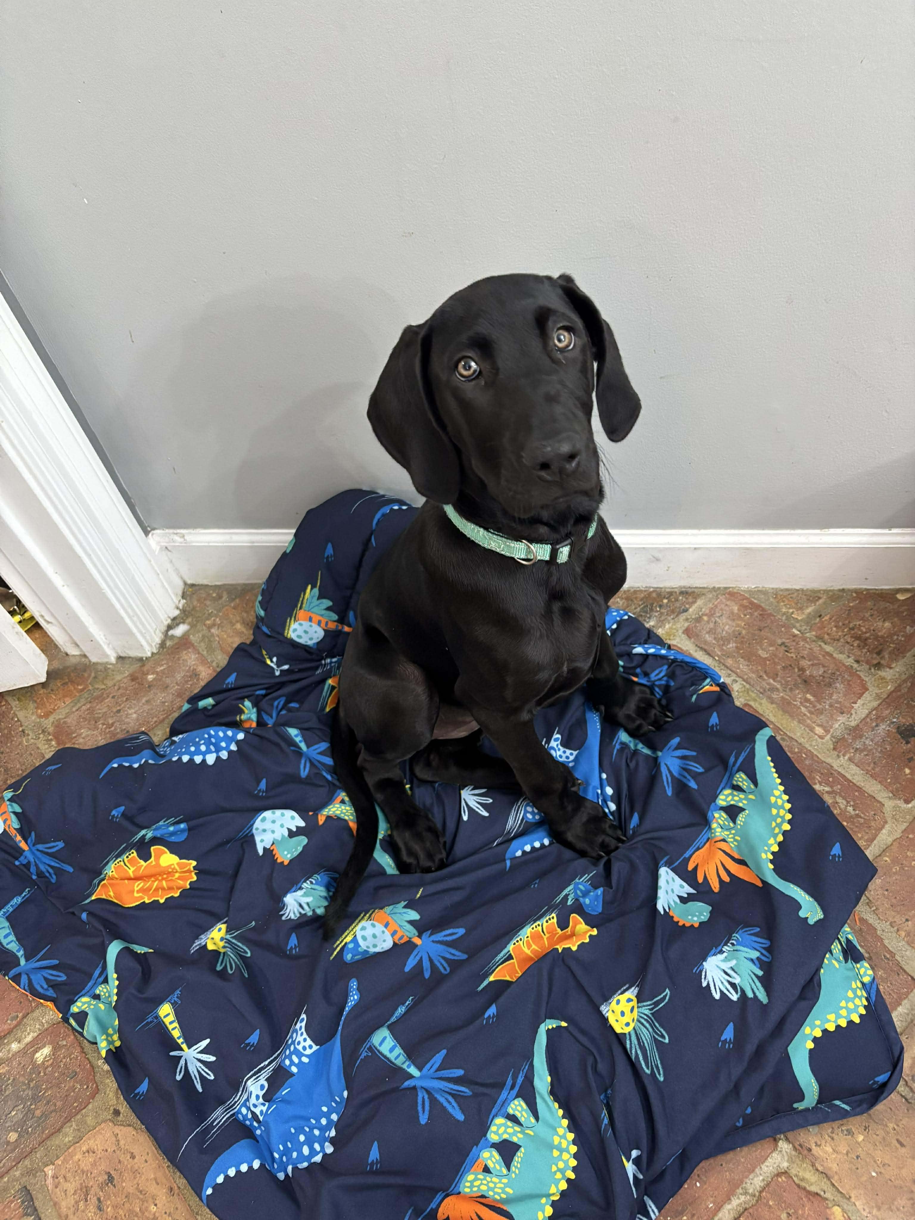 Butternut, ADOPTABLE, Puppy Female Great Dane.