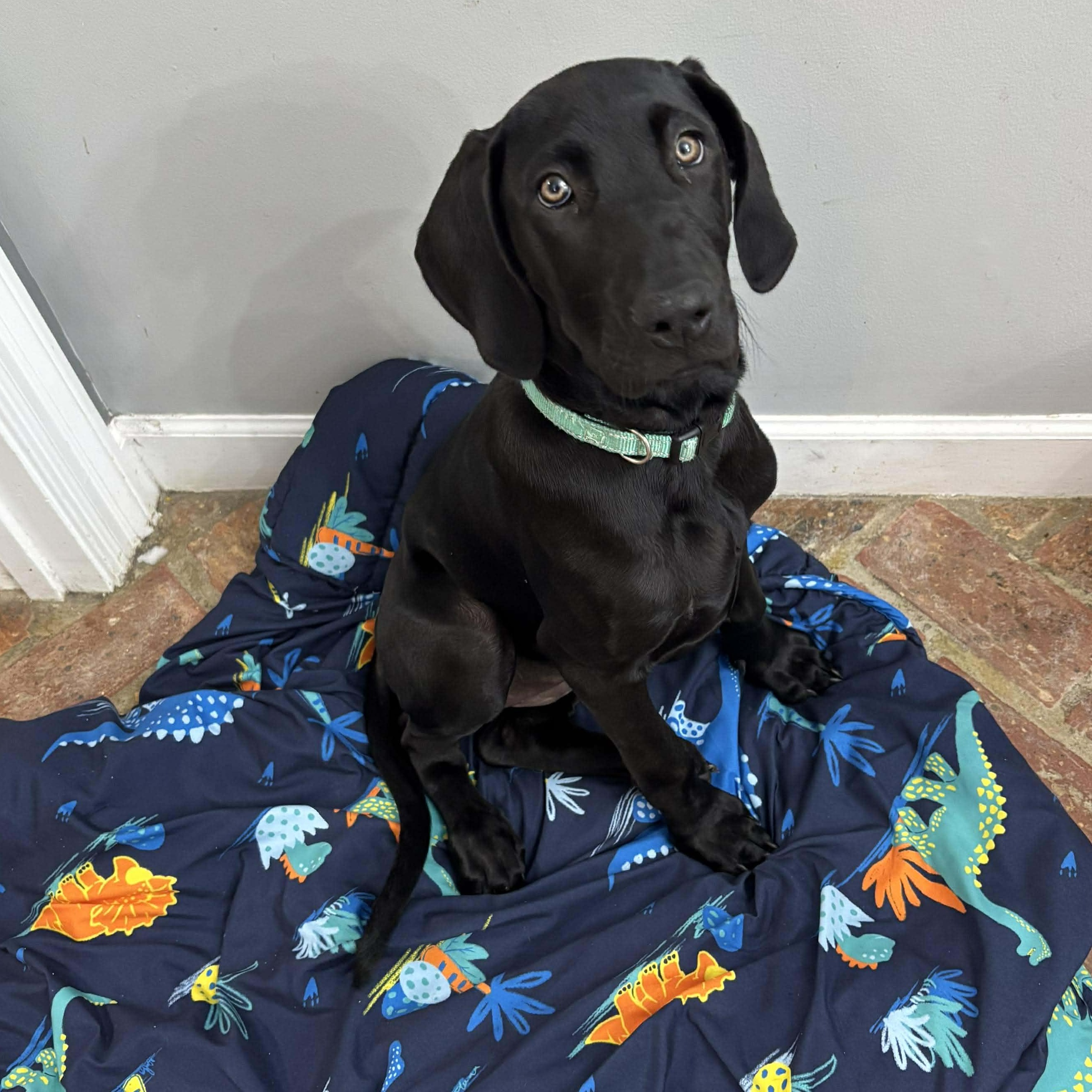 Enlarge Butternut, an adopted Great Dane in Pensacola, FL image 2/6