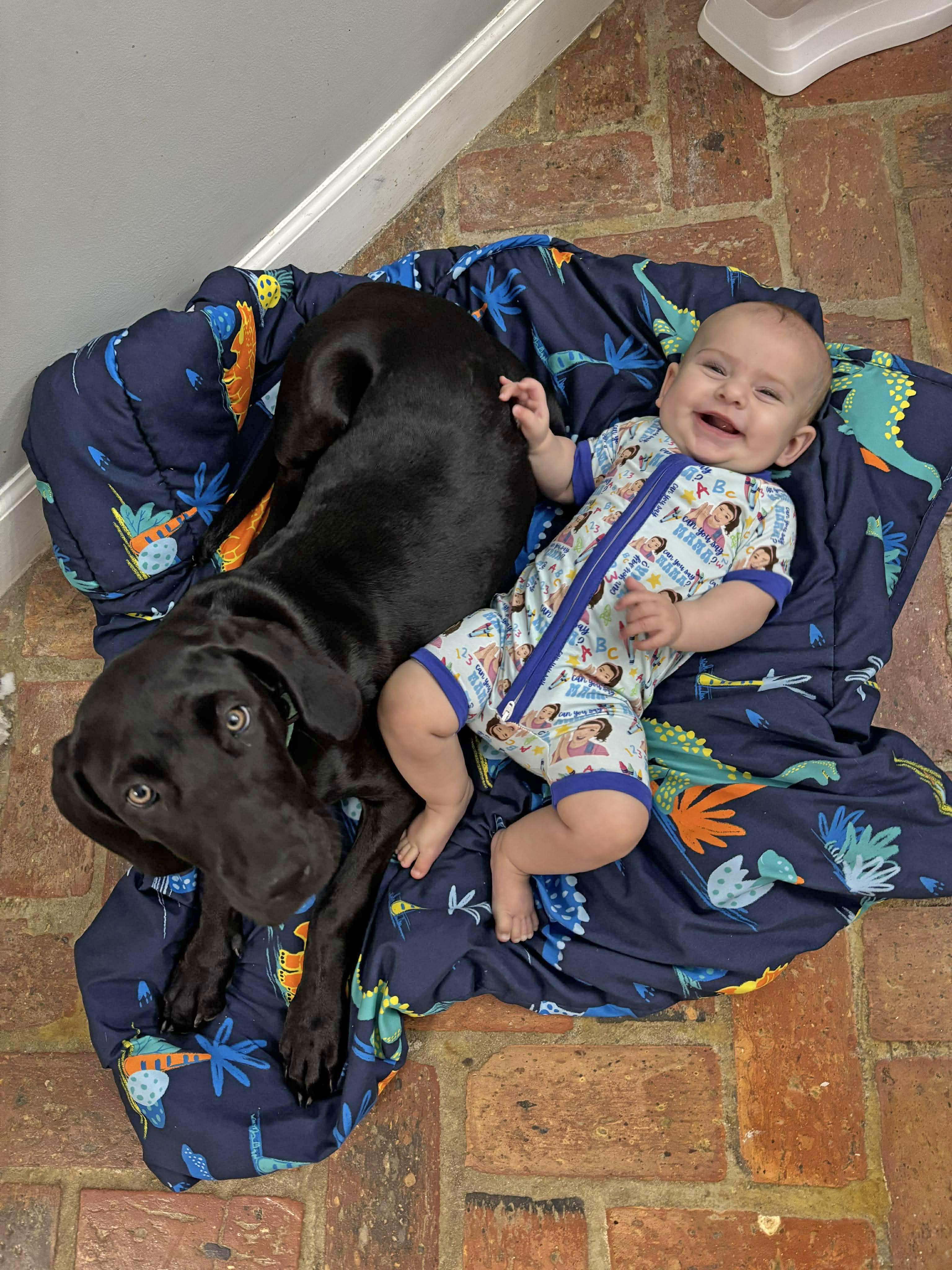 Enlarge Butternut, a ADOPTABLE Great Dane in Pensacola, FL image 2/6