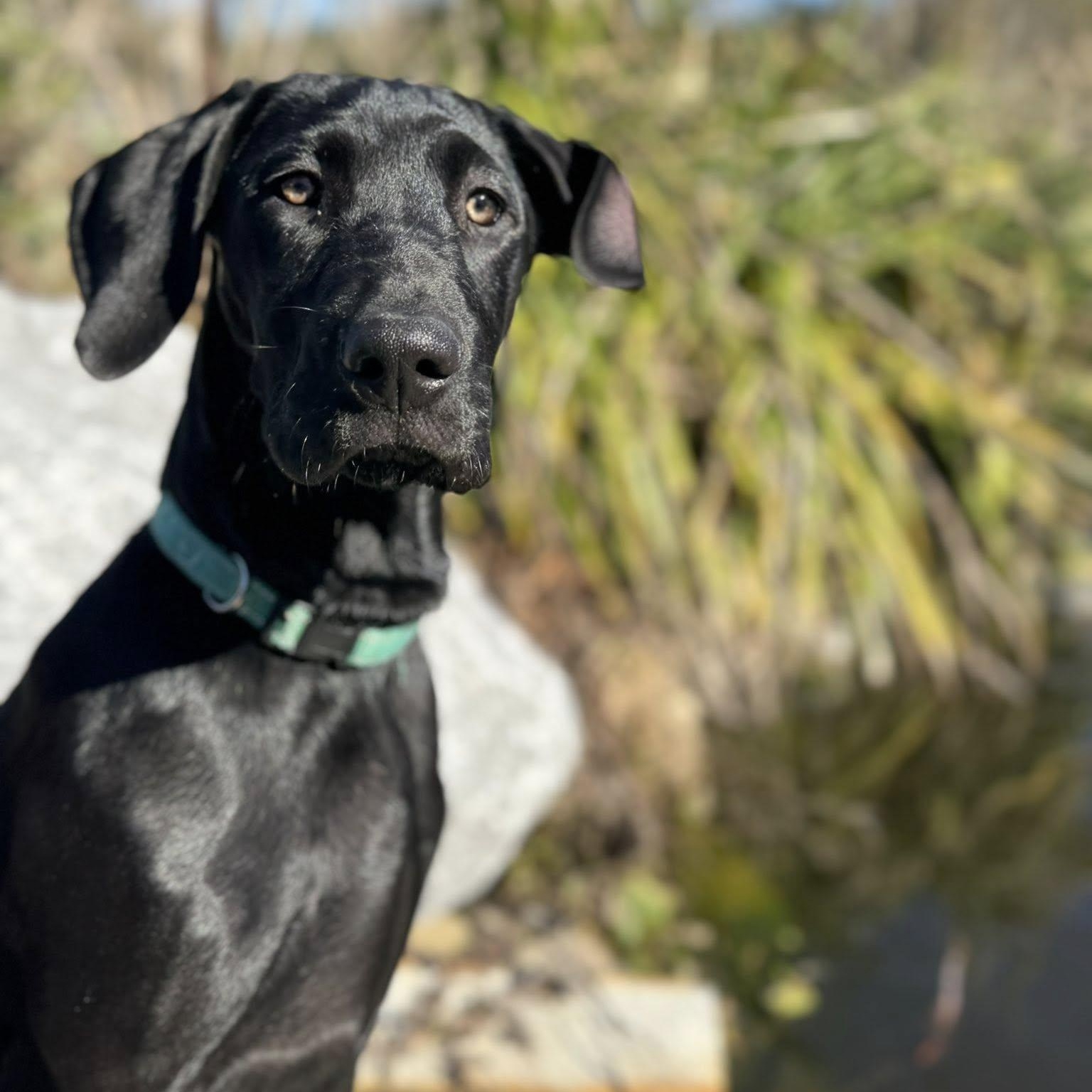 Butternut, ADOPTABLE, Puppy Female Great Dane.
