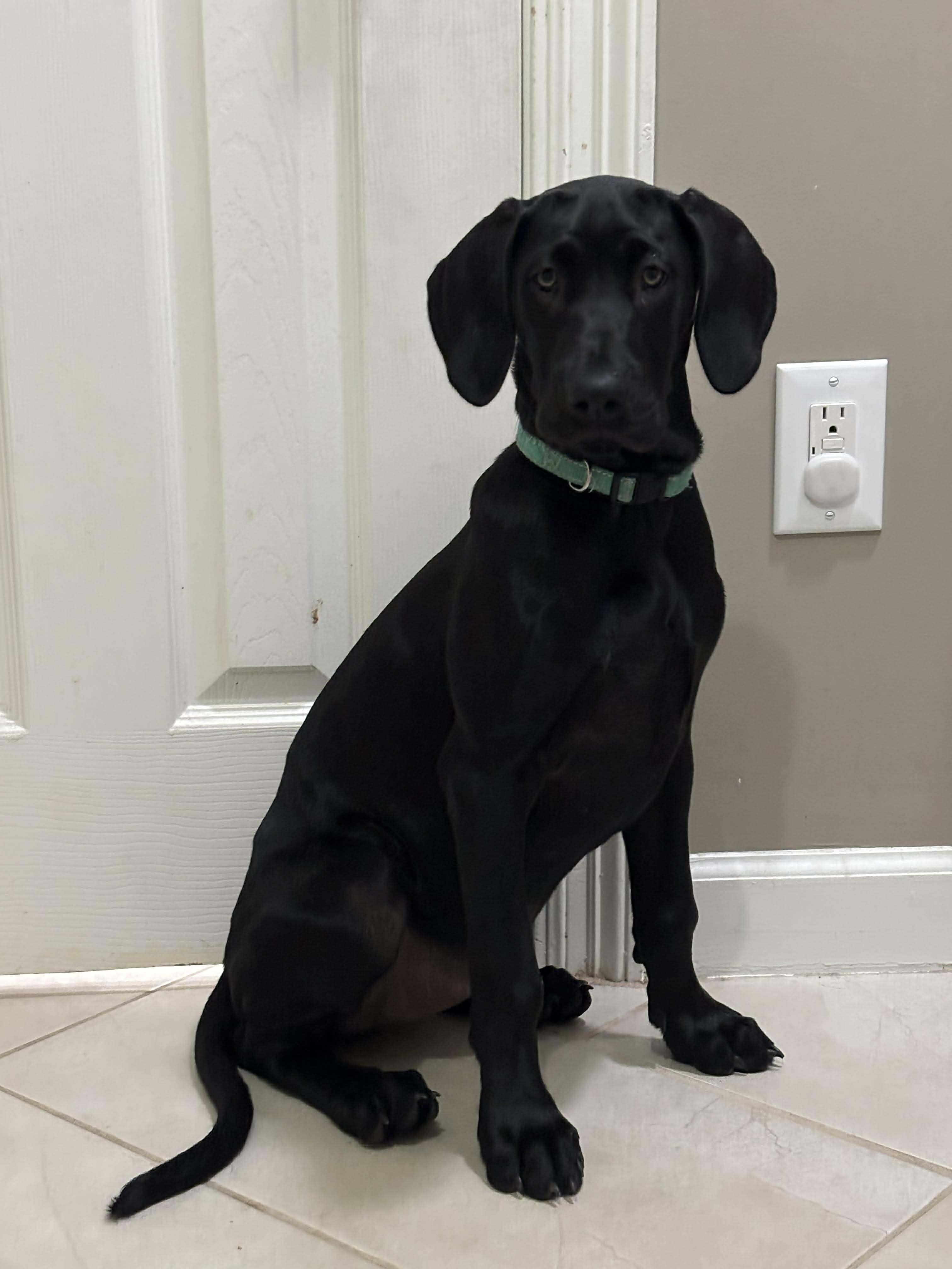 Enlarge Butternut, a ADOPTABLE Great Dane in Pensacola, FL image 4/6