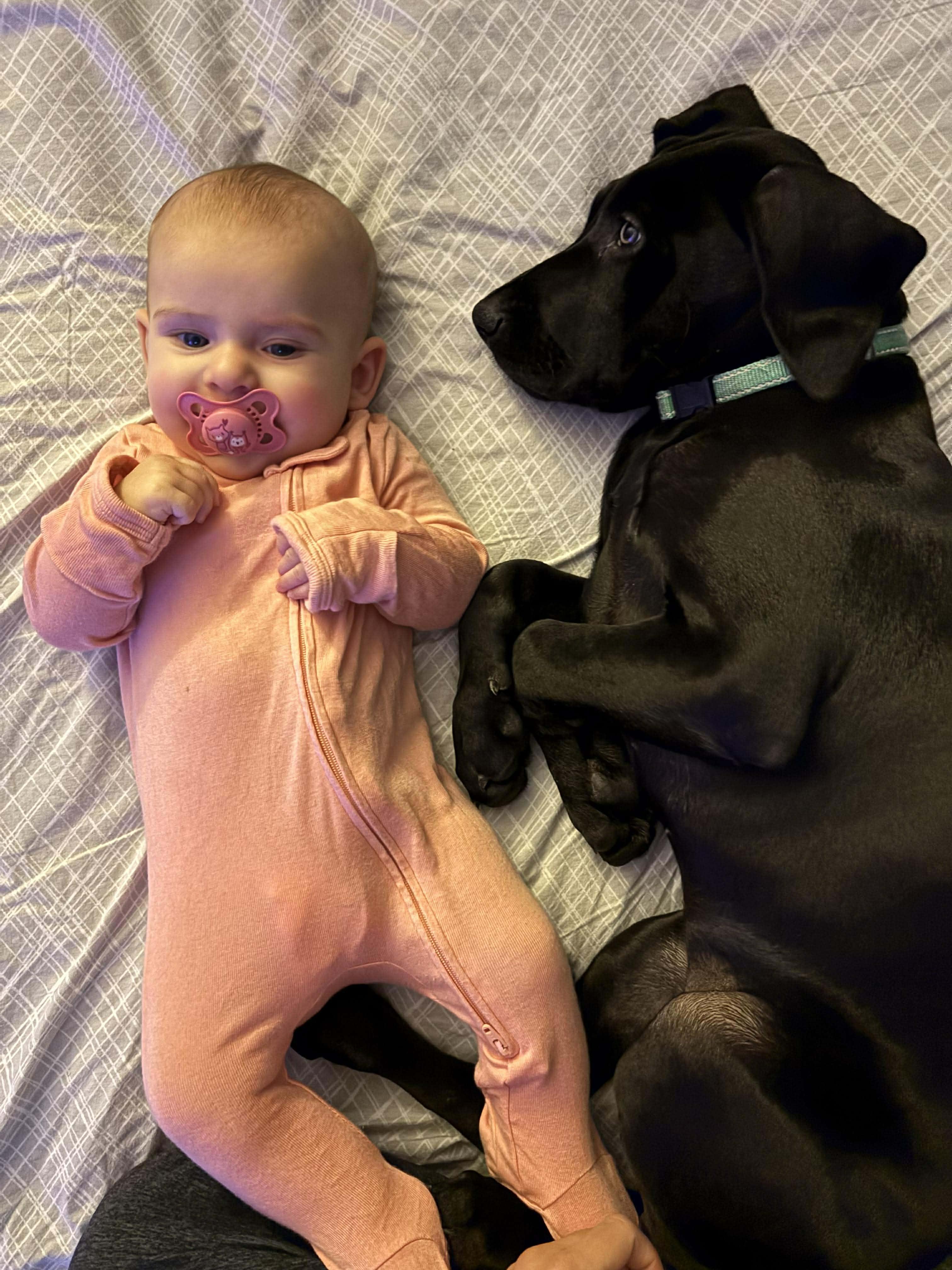 Enlarge Butternut, a ADOPTABLE Great Dane in Pensacola, FL image 5/6