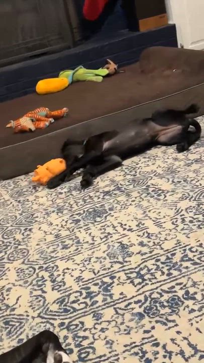 Enlarge Butternut, a ADOPTABLE Great Dane in Pensacola, FL video 6/6